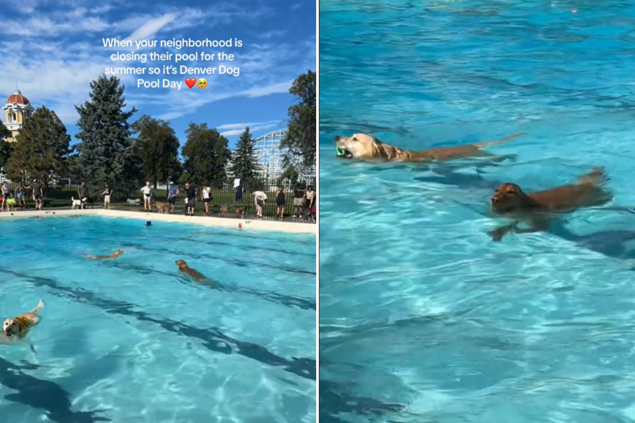 Neighborhood Hosts Pool Event for Dogs Only, Dubbed ‘Best Day of The Year’