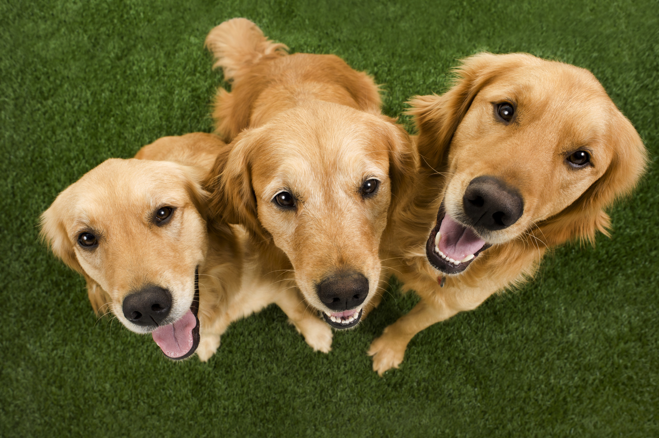 Three Golden Retrievers Relaxing While Hanging Out of Window Melts Hearts