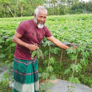 Motiyar hopes to earn 2 lakh taka at the cost of 25,000 in Uchche cultivation