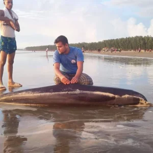 Dead dolphin washed up on Cox's Bazar beach