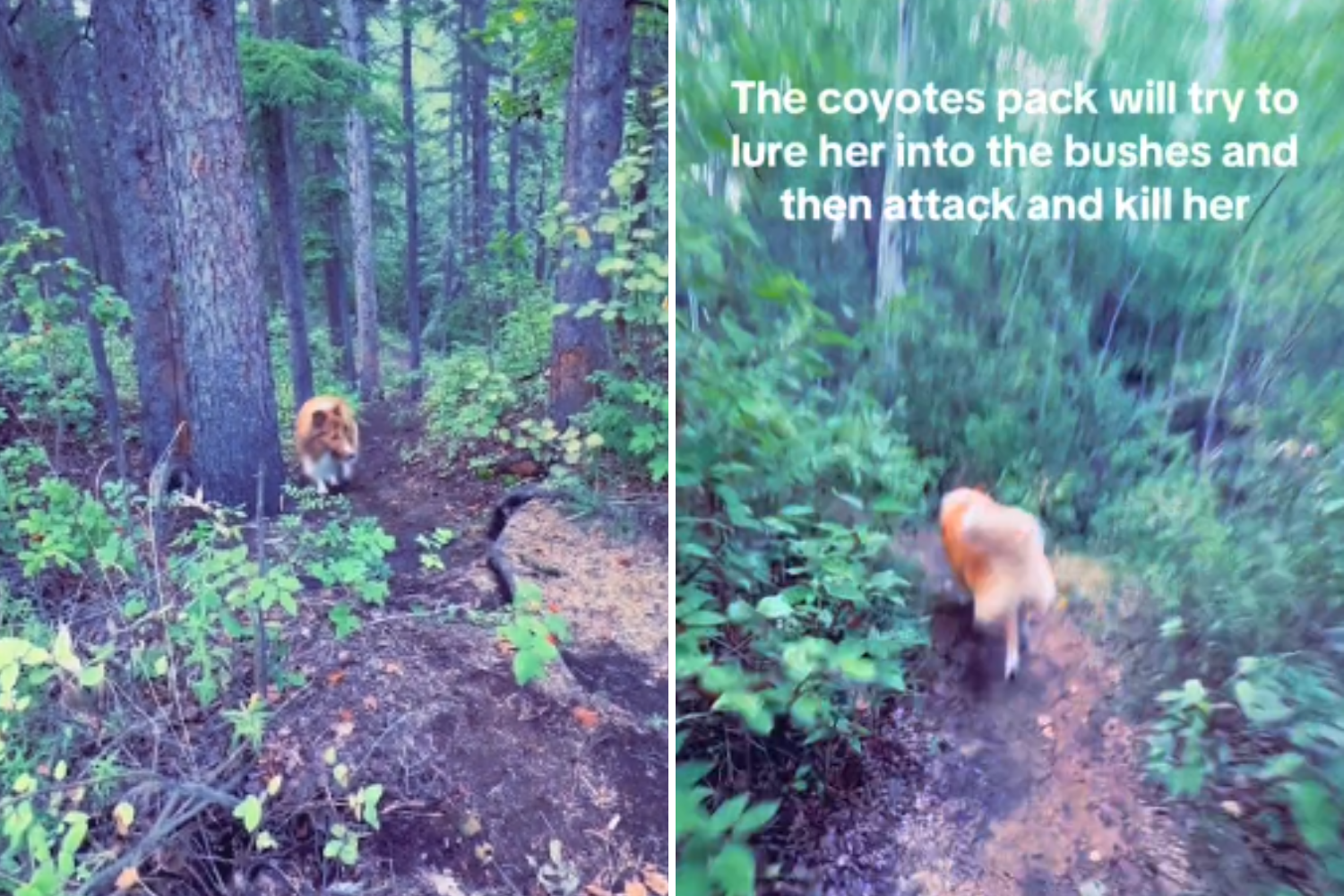 Chills as Man Surrounded by Coyote Pack Trying To ‘Lure’ Dog to Her Death