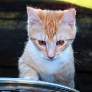 That's why cats are afraid of getting wet