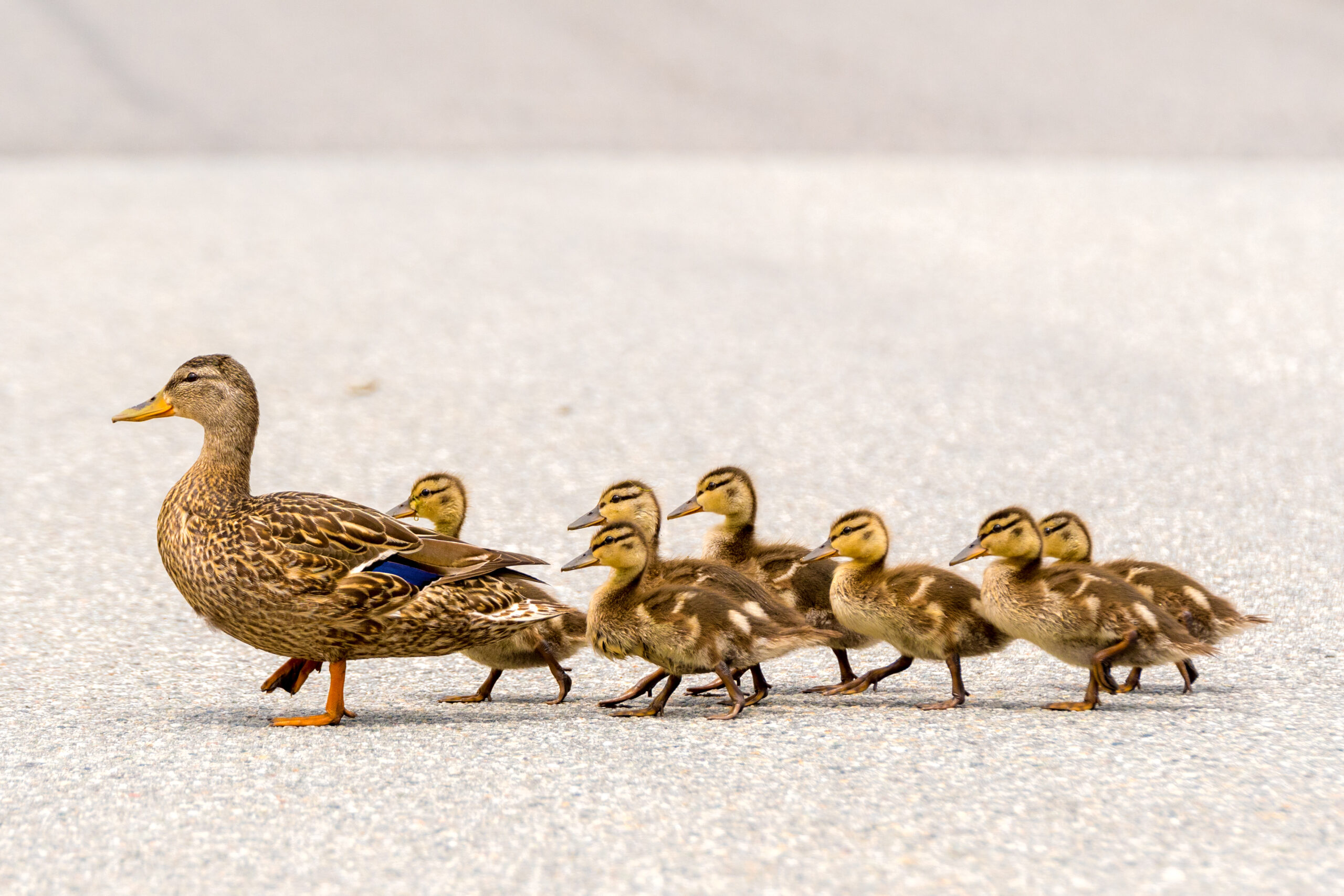Mama Duck Desperately Searching for Lost Ducklings on Street Melts Hearts