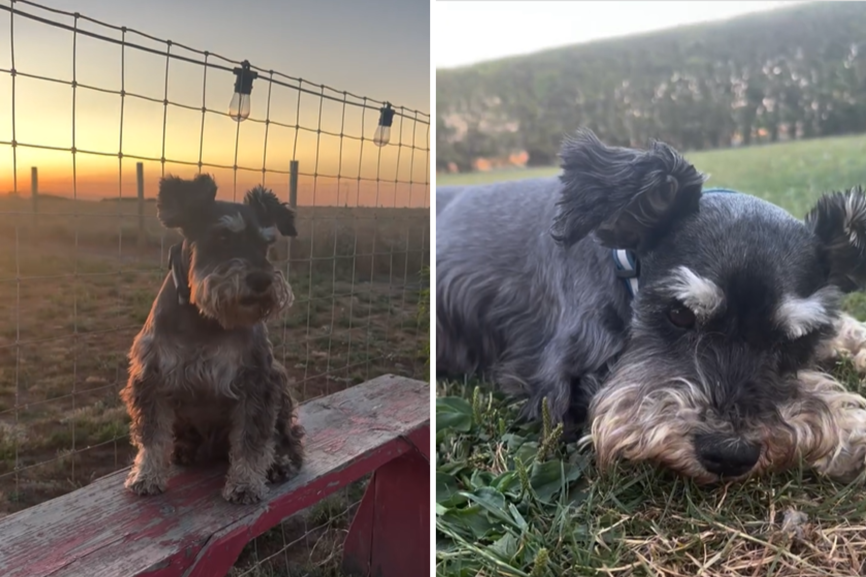 Family Grieve Mini Schnauzer Who Raised Two Generations of Kids