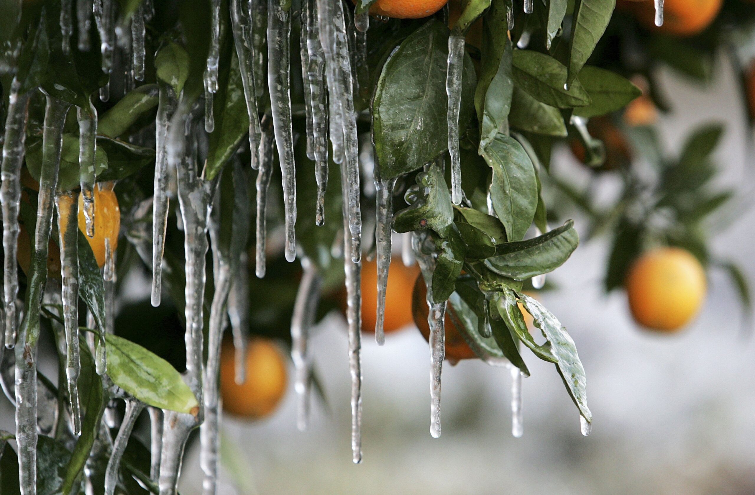 Freeze Warning Issued for Montana as Temperatures To Plummet to Below 30