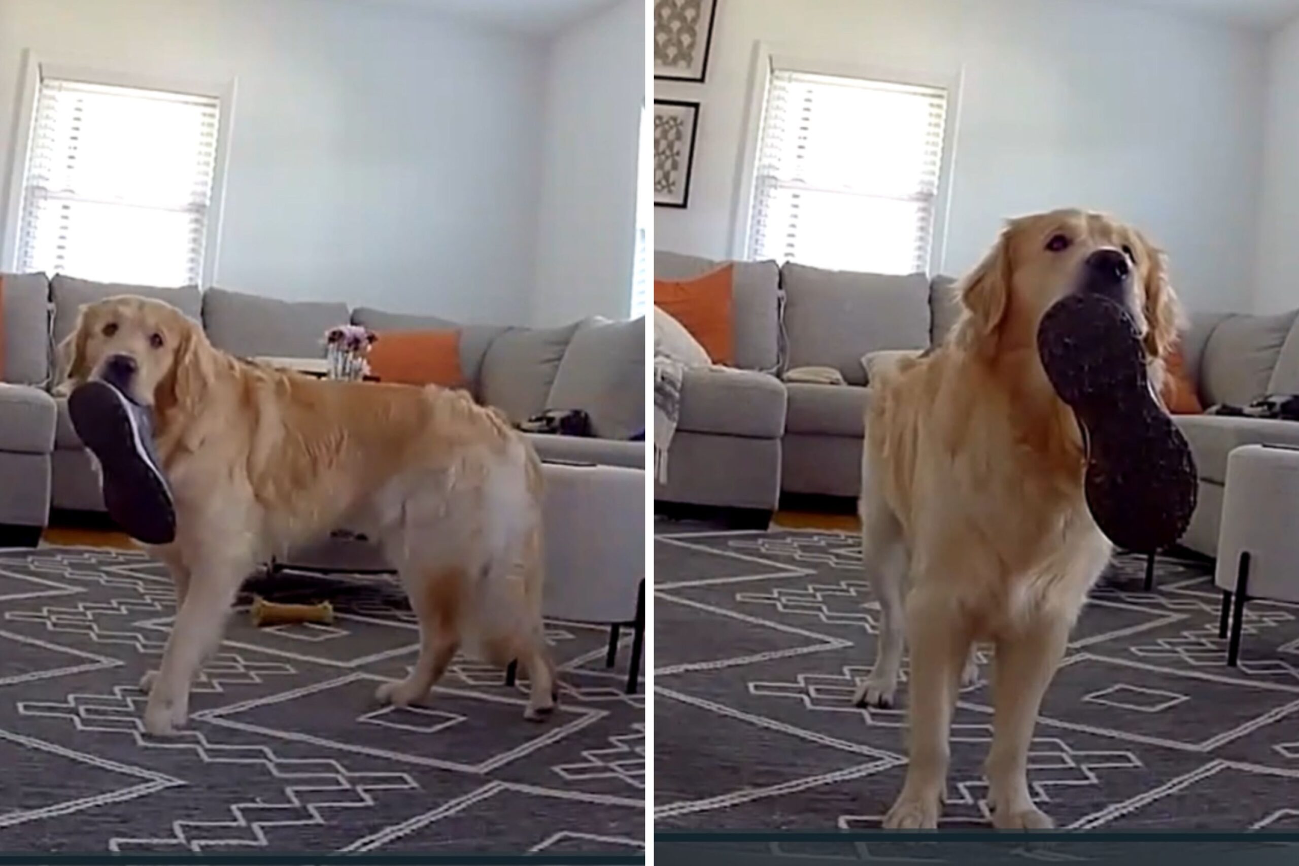 Pet Cam Captures Golden Retriever’s Reaction When Favorite TV Show Comes On