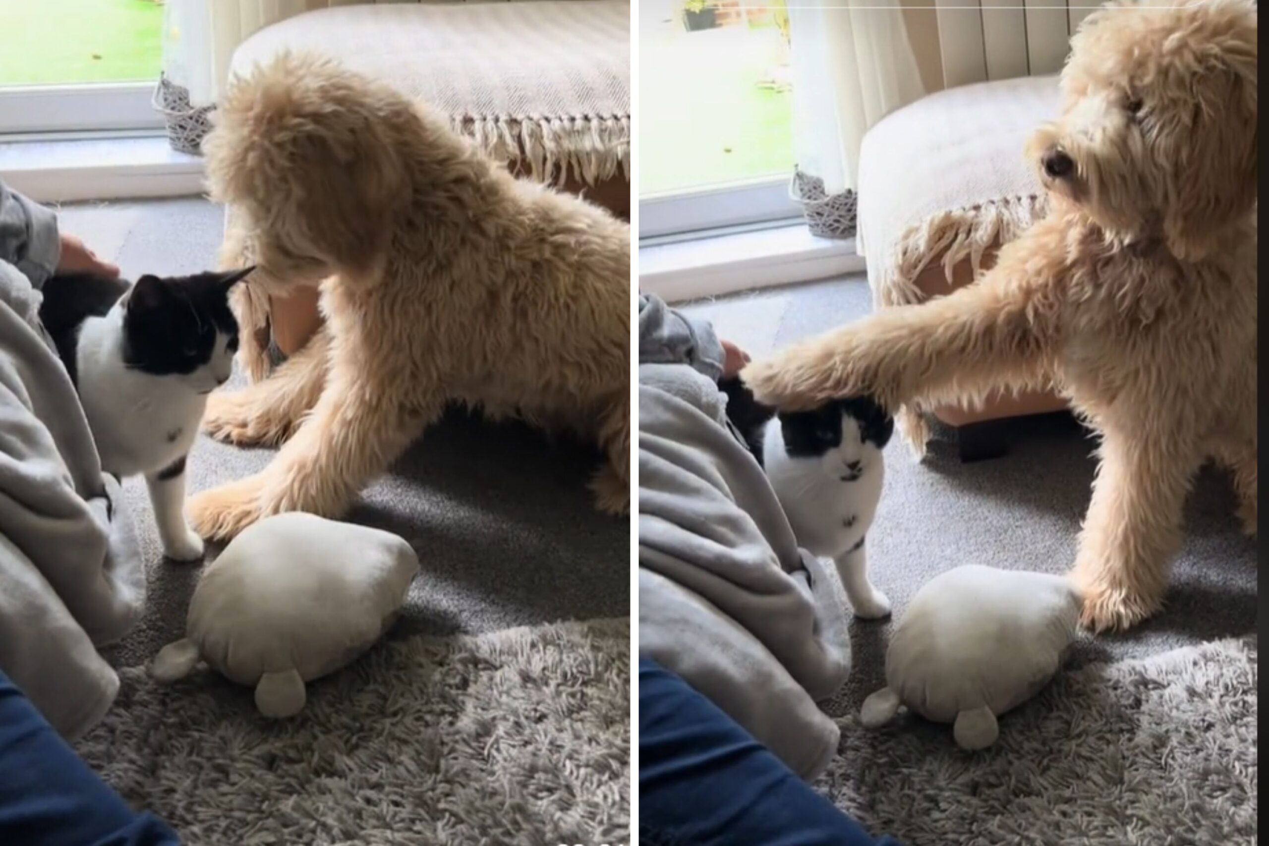 Woman ‘Can’t Believe’ What Goldendoodle Did First Time Meeting New Cat