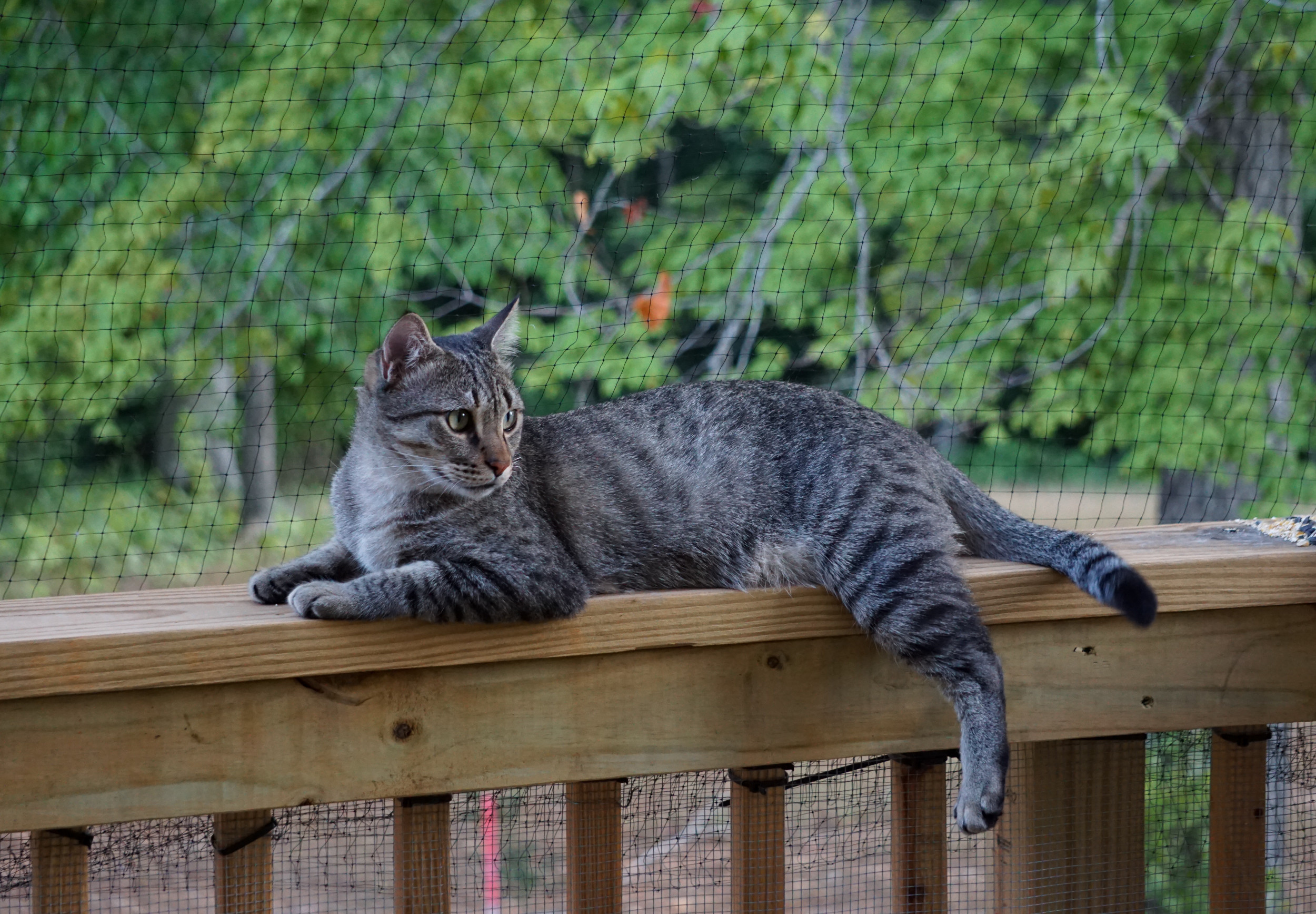 Hearts Melt As Boyfriend And Grandpa Build “Catio” For Woman’s Indoor Cat