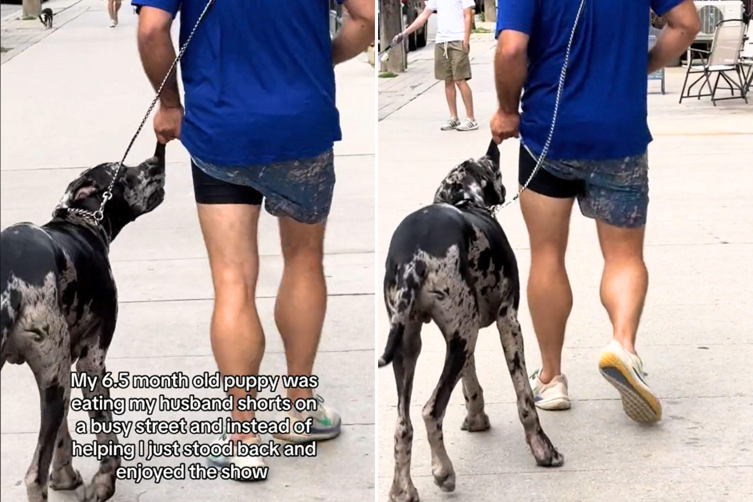 Owner Puts Great Dane’s Ball in His Pocket—Dog’s Reaction Is Priceless
