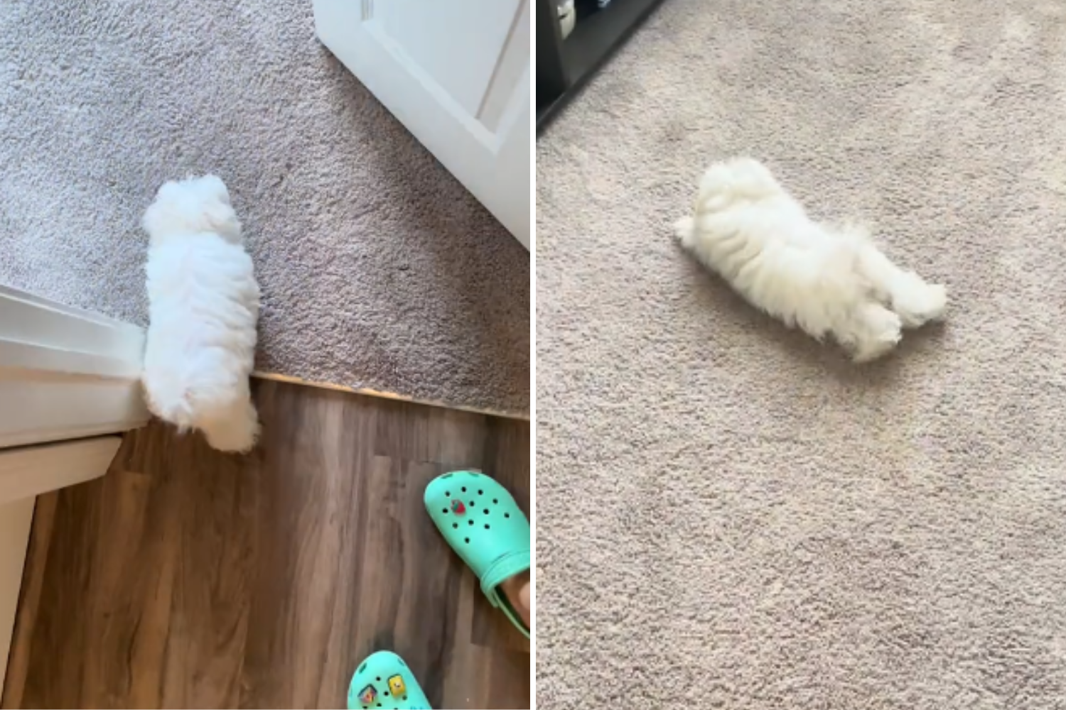 Watch Puppy’s Response to Carpet for the First Time: ‘Cutest Reaction Ever’