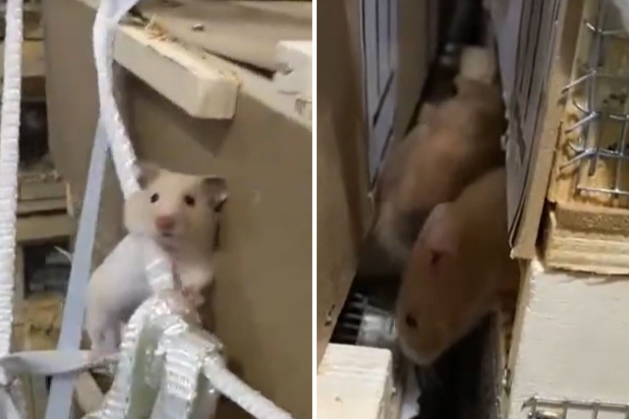 Flight Grounded As Hundreds of Hamsters Escape in Cargo Hold ‘Prison Break’