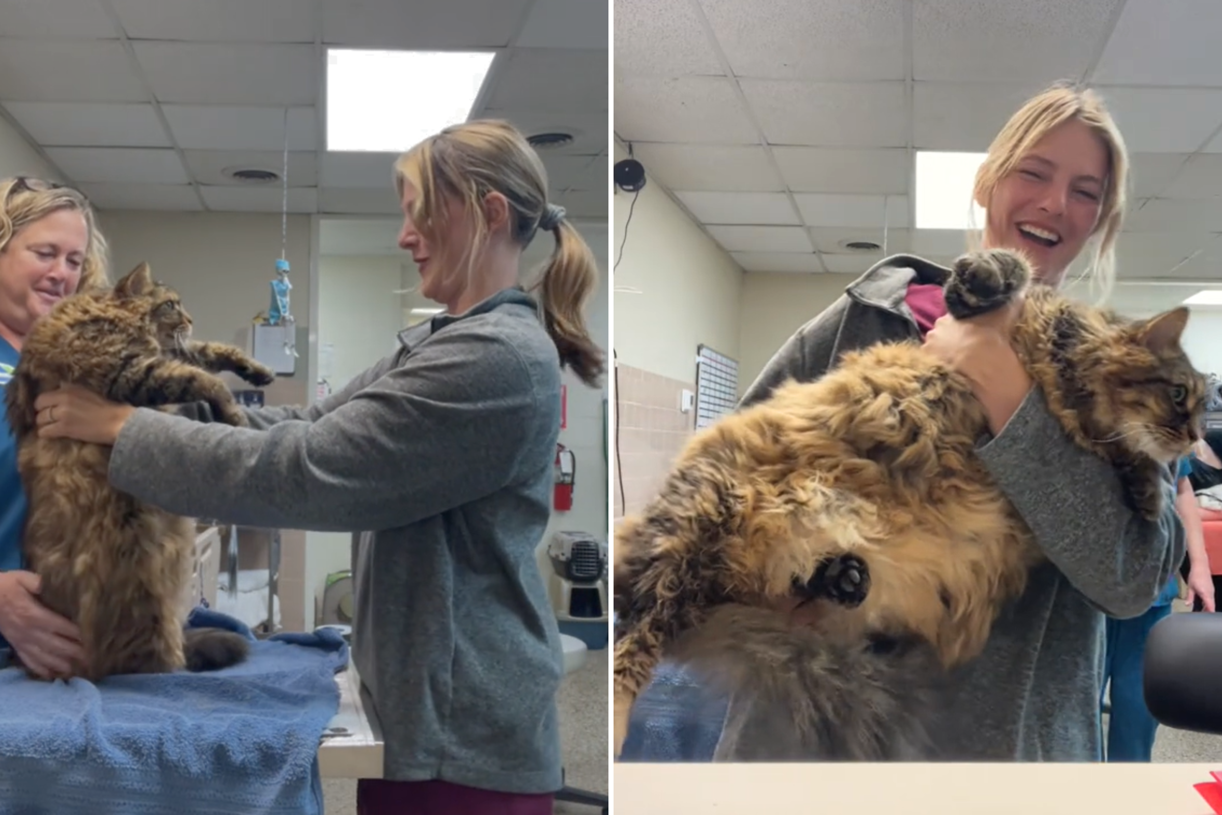 No One Prepared for Vet Worker’s Reaction to 23lb Feline