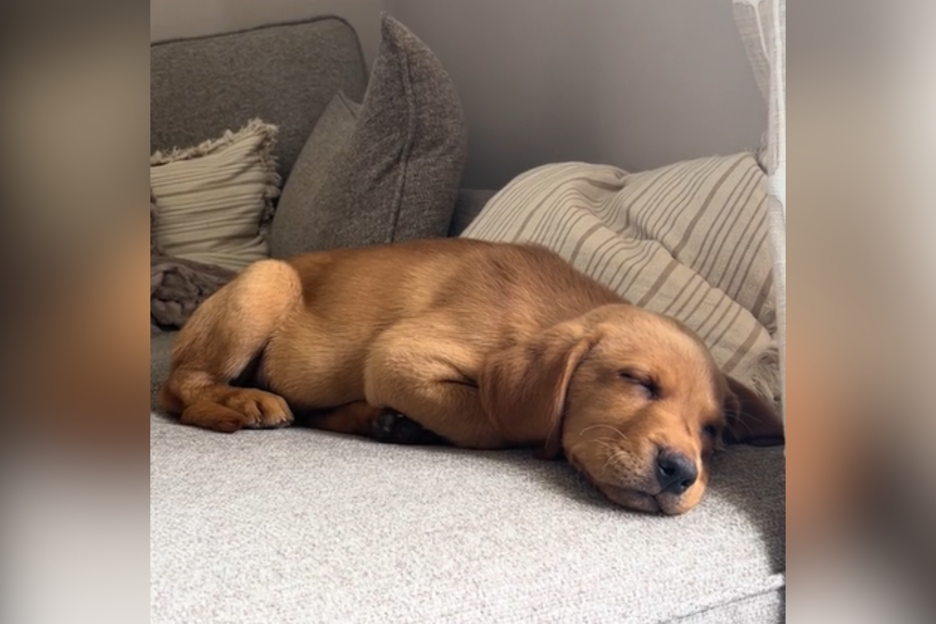Hearts Melt As Fox-Red Labrador Puppy Barks in His Sleep: ‘Ruff Dream’