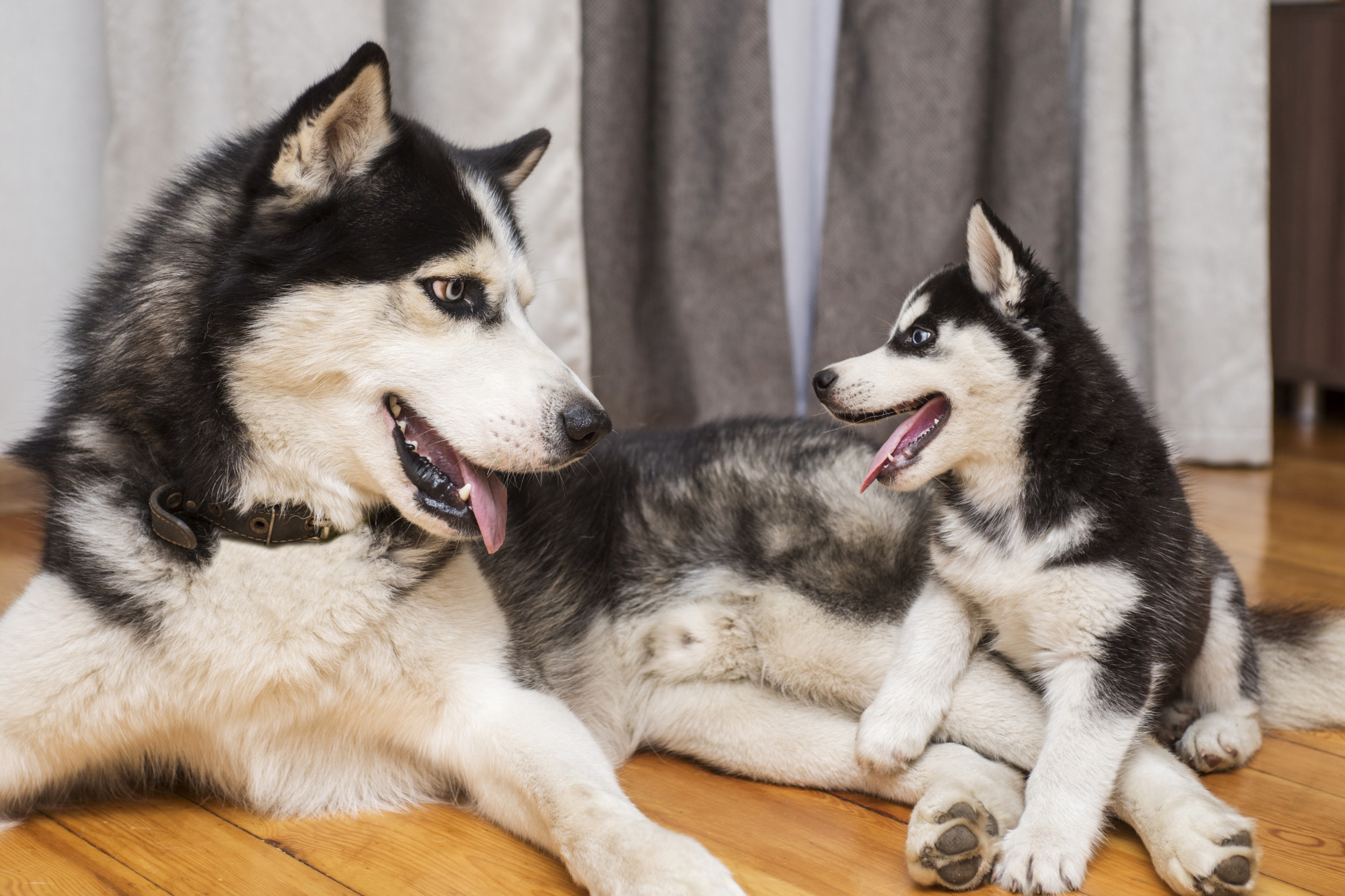 Hearts Melt As ‘Aggressive’ Husky Learns To Love Puppy—Become Best Friends