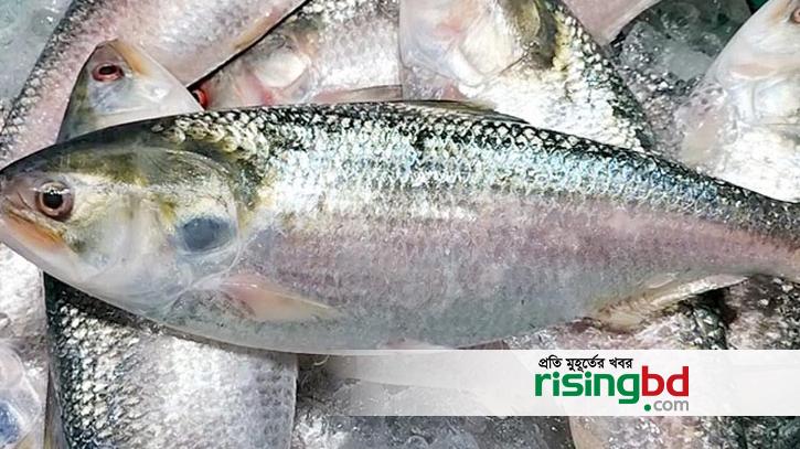 Delicious hilsa is irony for some