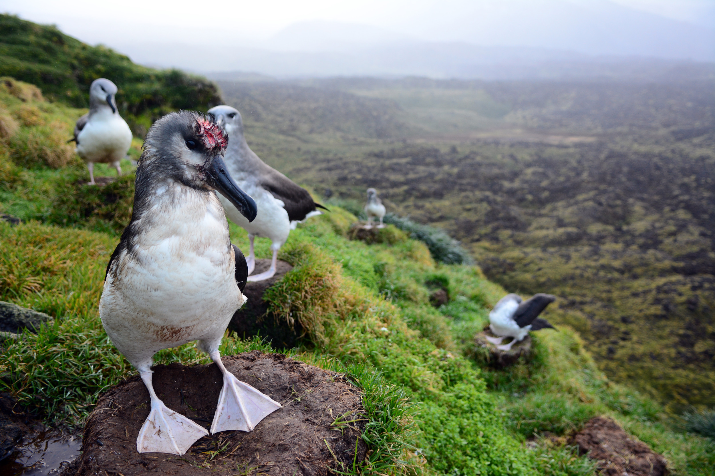 Officials To Bomb Albatross-Eating Mice, Solve Problem ‘Once and for All’