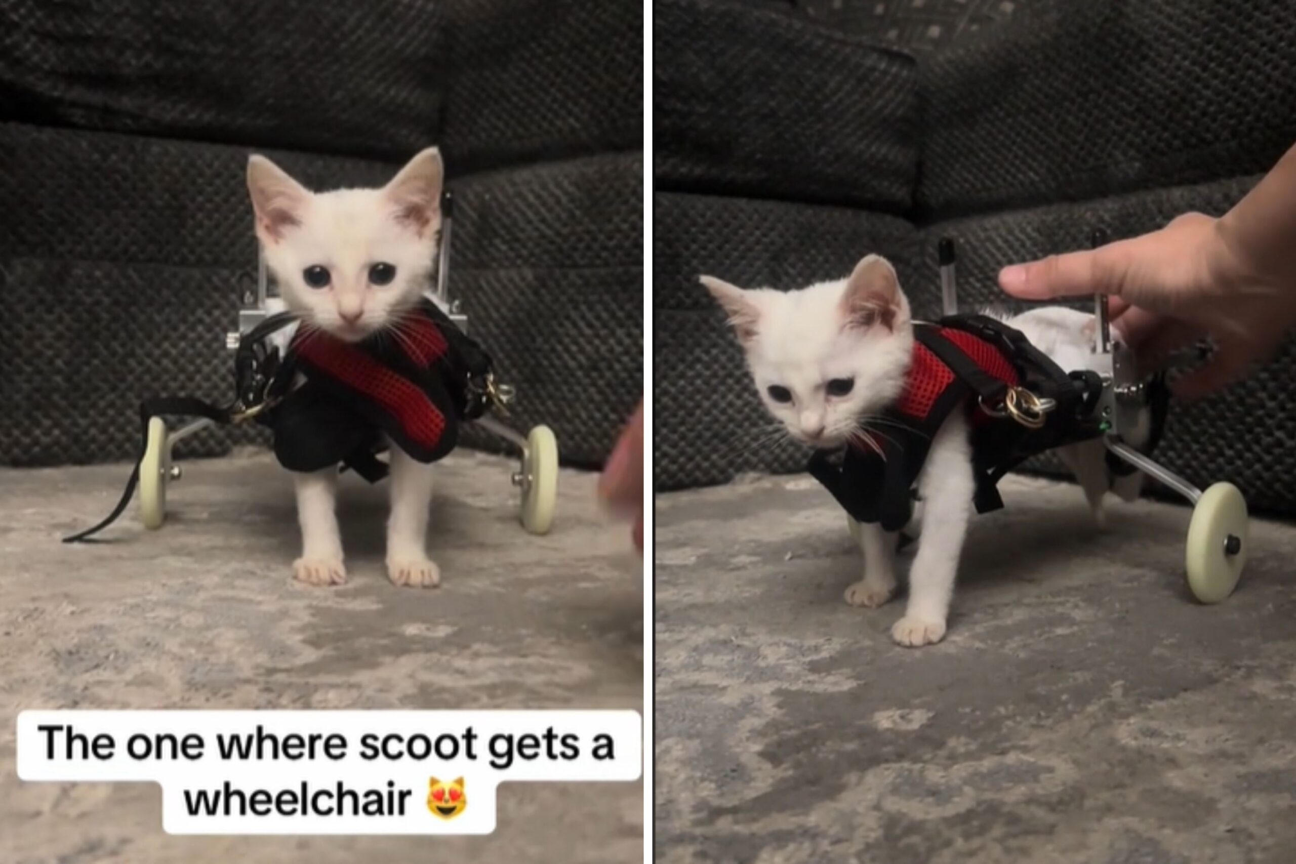 Watch Moment Kitten Takes His First Steps in Wheelchair: ‘You Got This’
