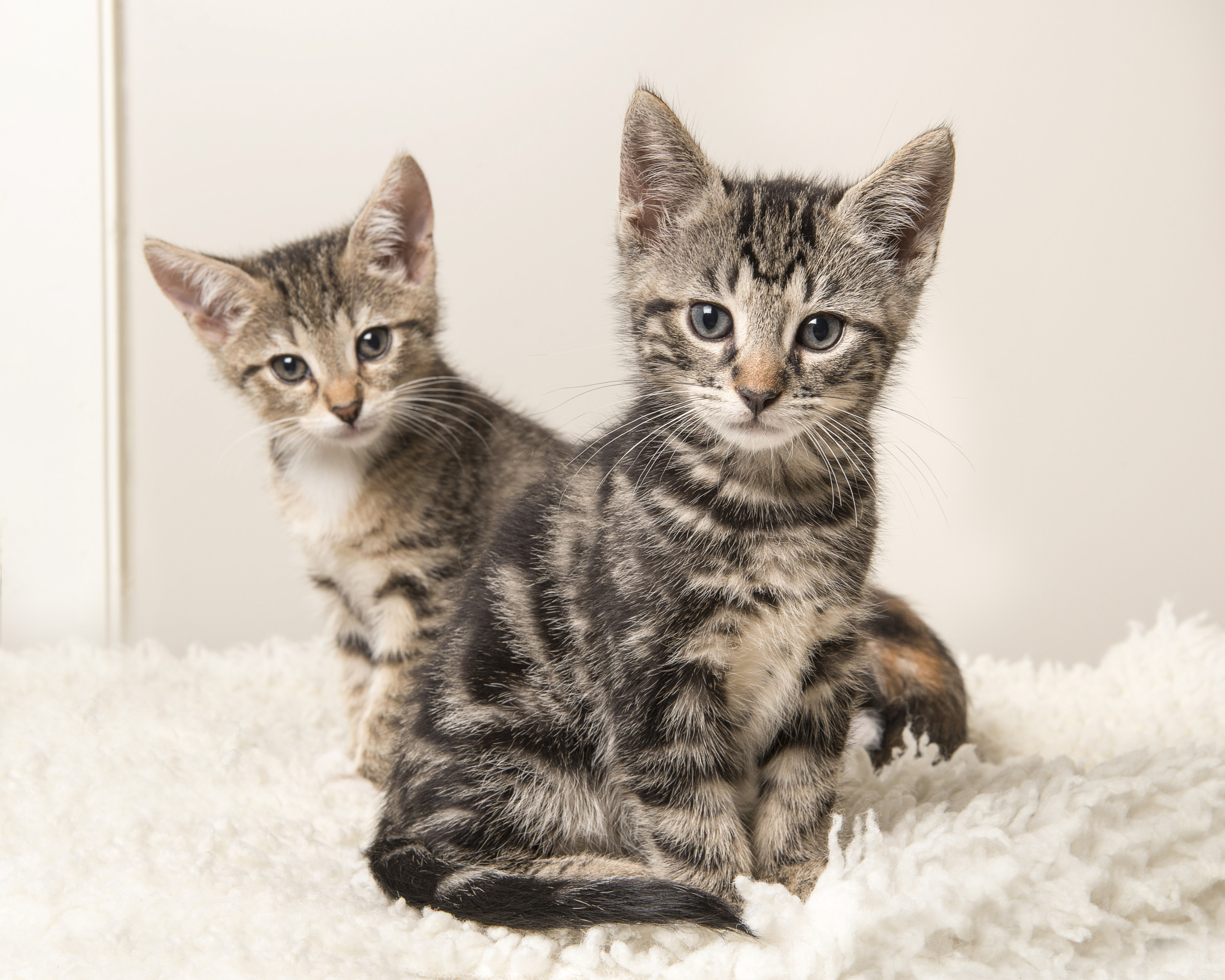 Moment Owner Surprises Rescued Kitten by Adopting His Brother