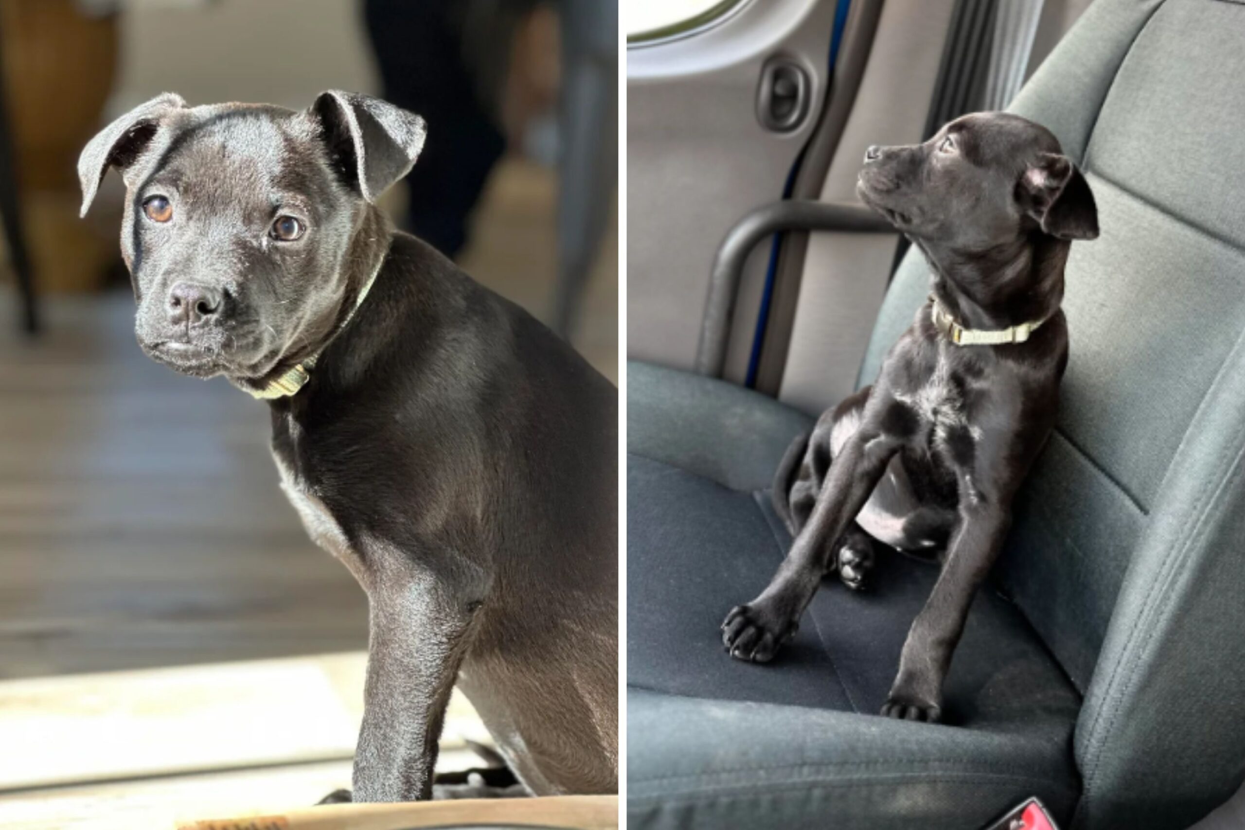 Jaws Drop Over Photos of Rare Chihuahua and Black Lab Mix, the ‘Chibrador’