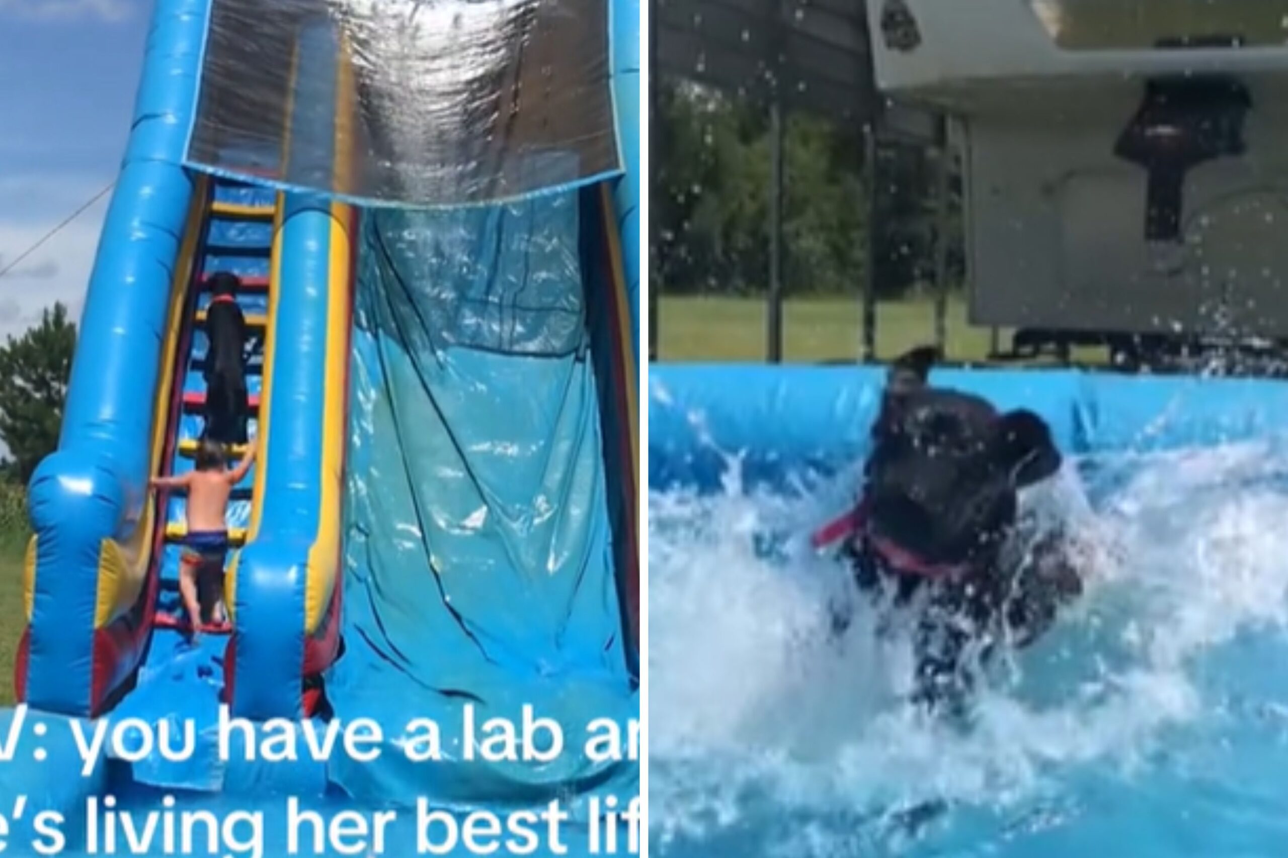 Labrador Cuts in Front of Children on Waterslide to Get Her Turn—”Me First”