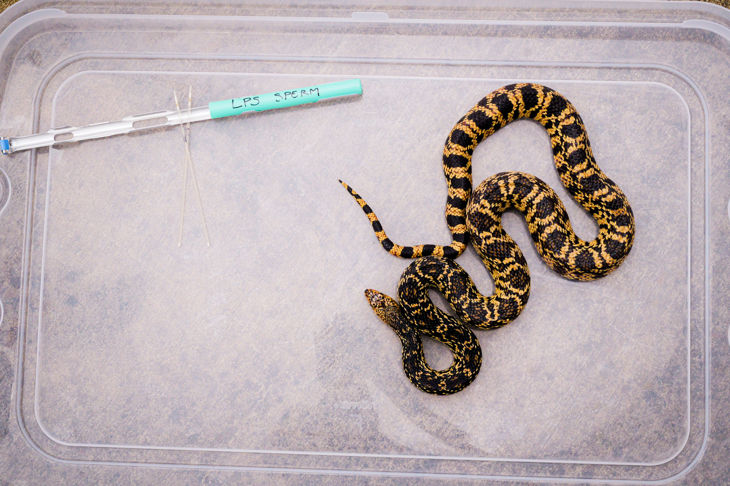 World-First Snake Born From ‘Frozen Zoo’ Samples in Tennessee