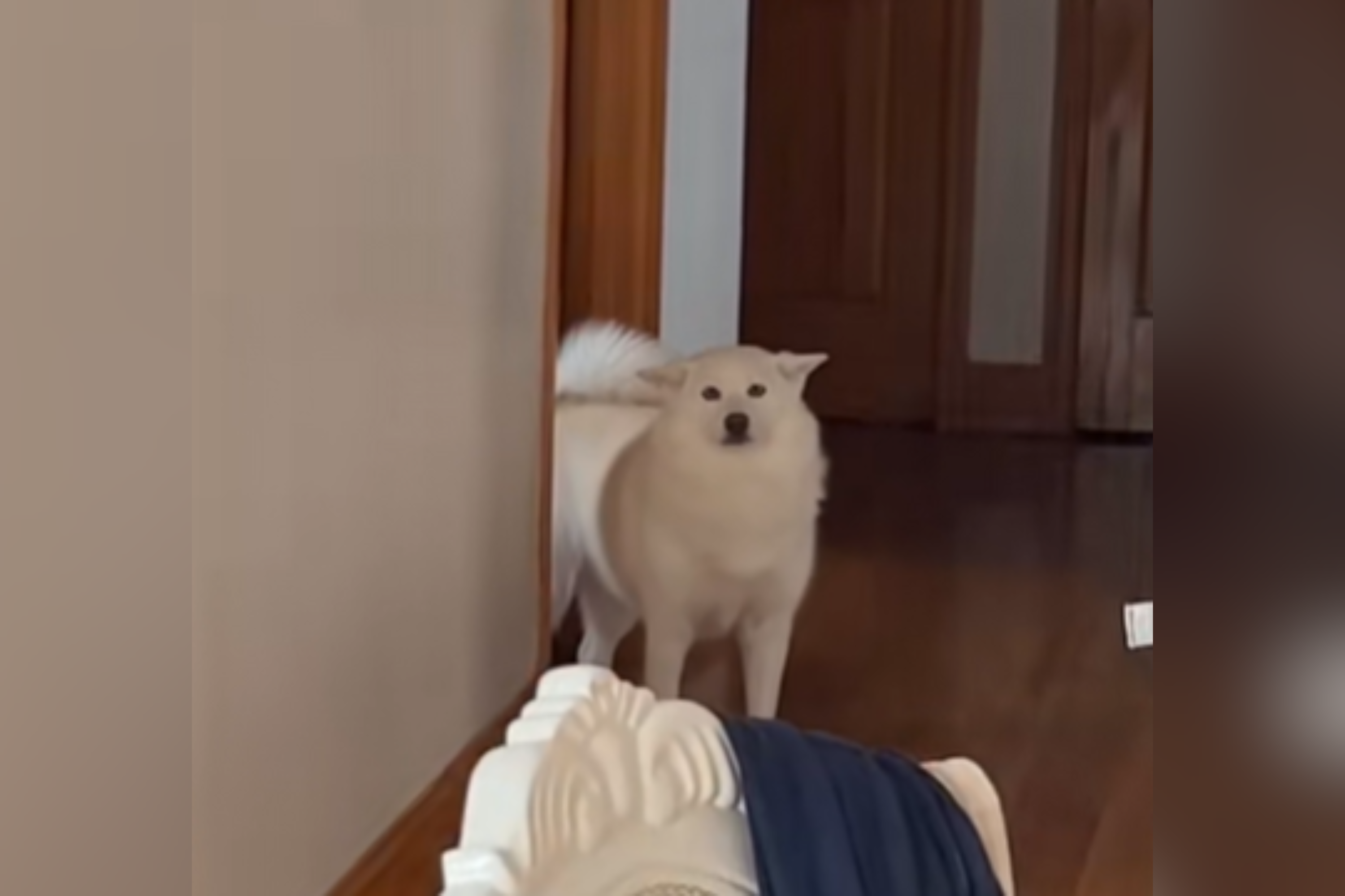 Woman Changes Her Voice To Try and ‘Trick’ Dog, Her Reaction Is Everything