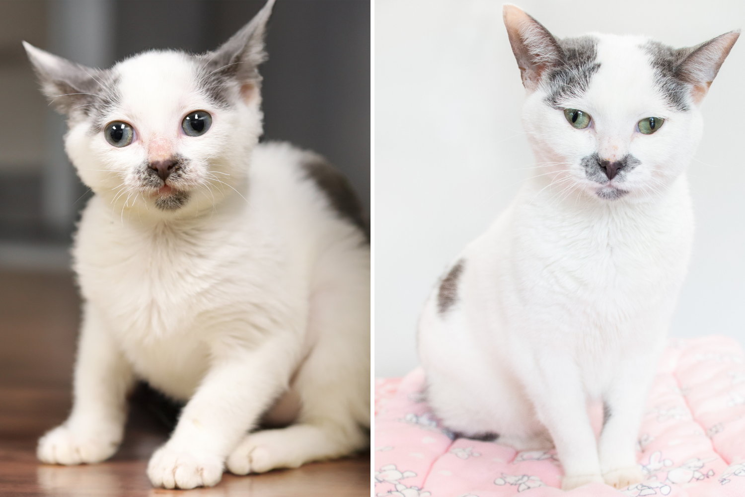 Tiny Blind Kitten Dumped Back on Shelter’s Doorstep Months After Adoption