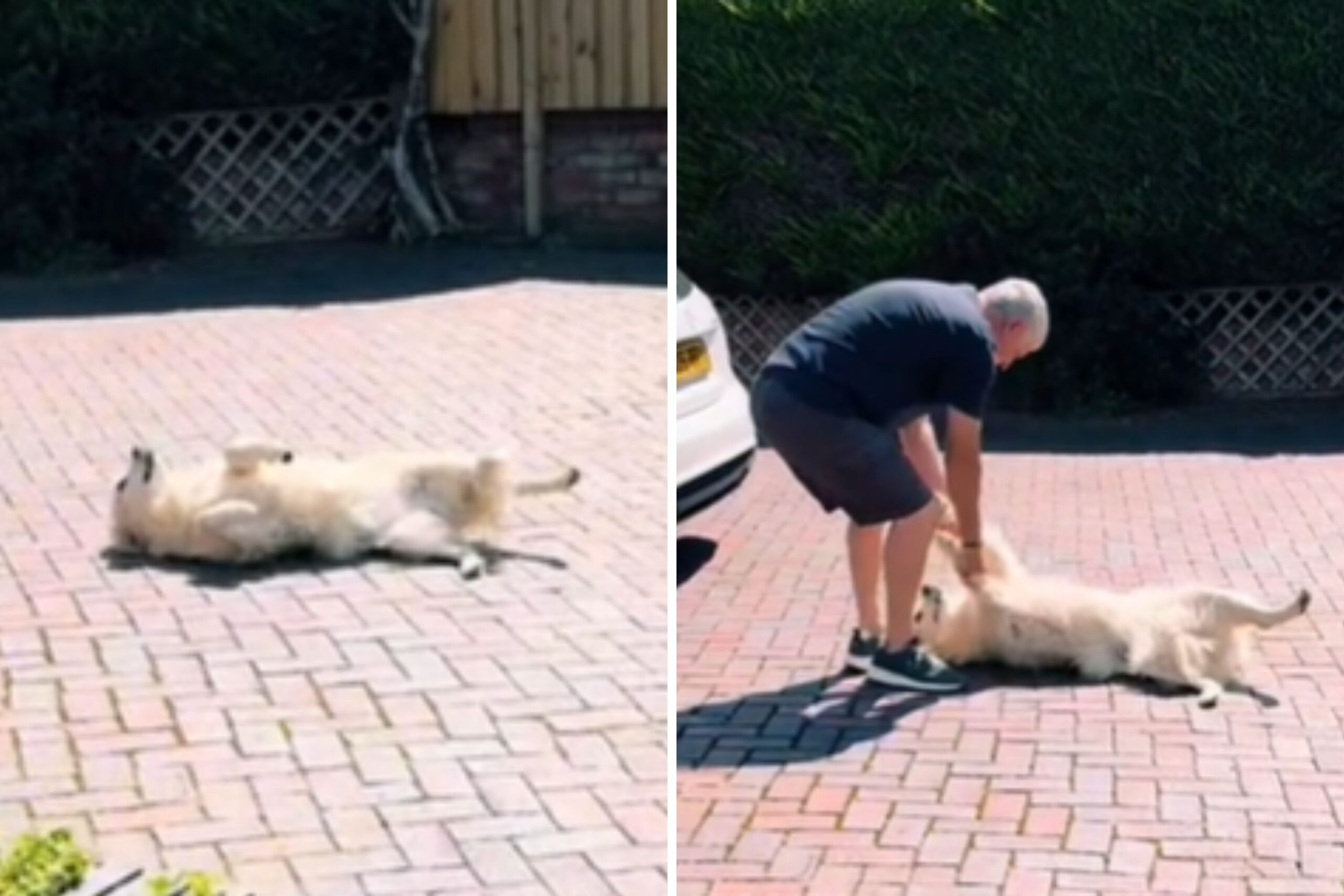 ‘Stubborn’ Golden Retriever Refuses to Comply Until Owner Gives a Treat