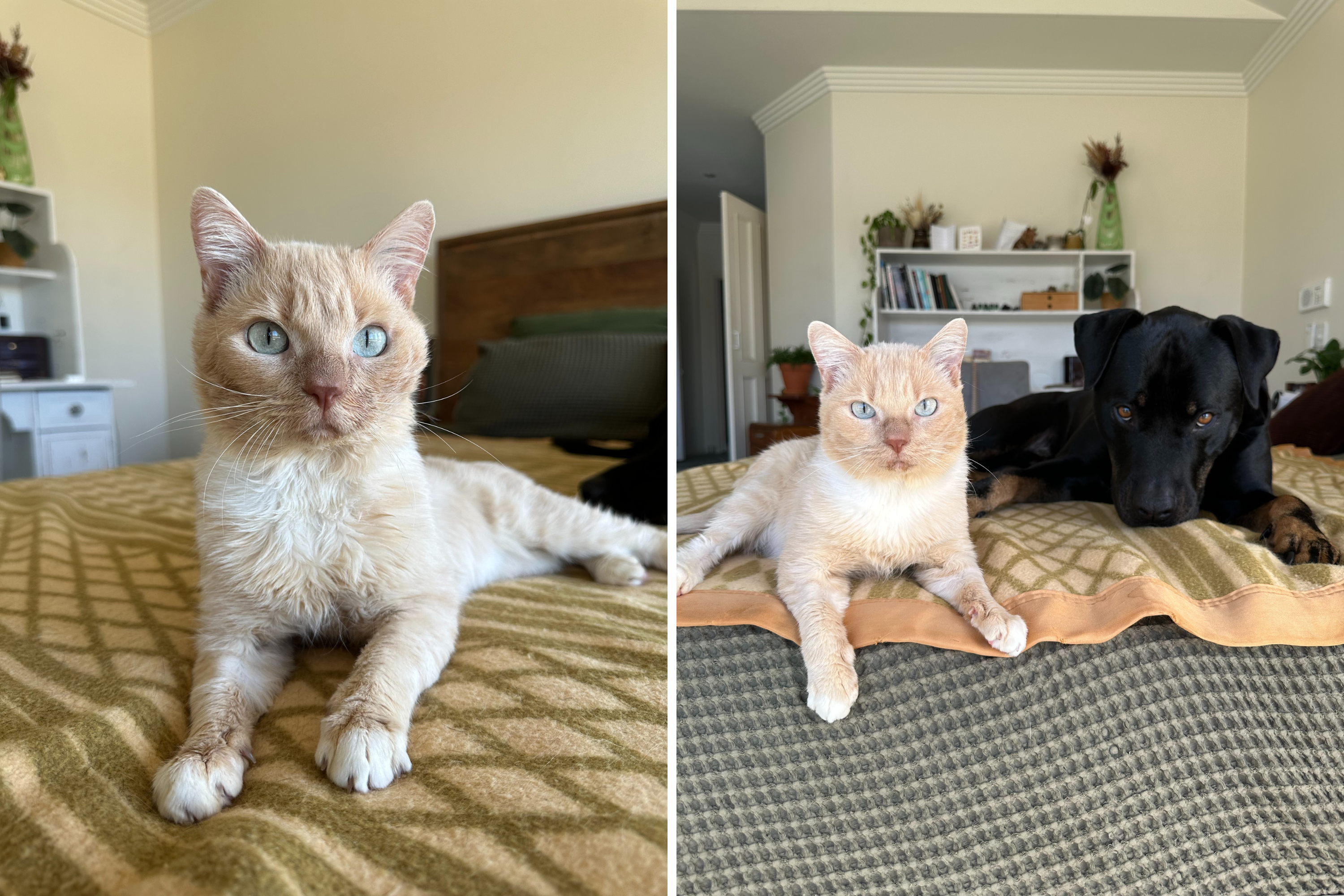 Heartwarming Moment Disabled Foster Cat Realizes He Is Safe, ‘Thanks’ Owner