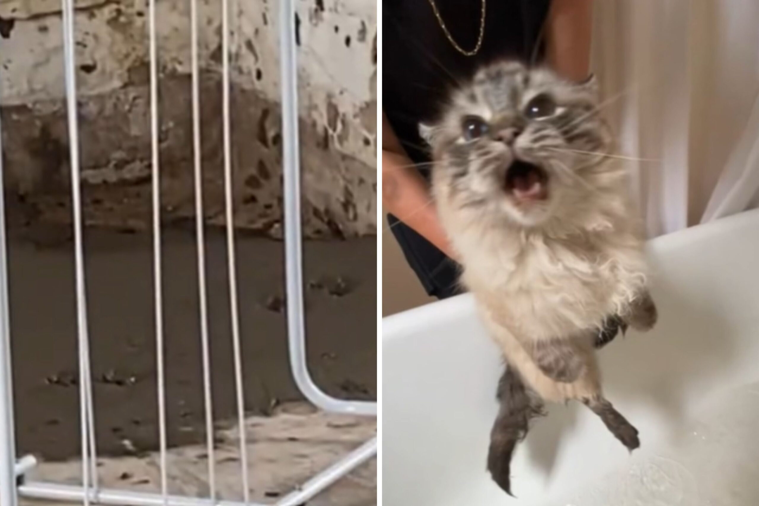 Cat Walks Across Wet Cement, ‘The Consequences’ Are Hilarious