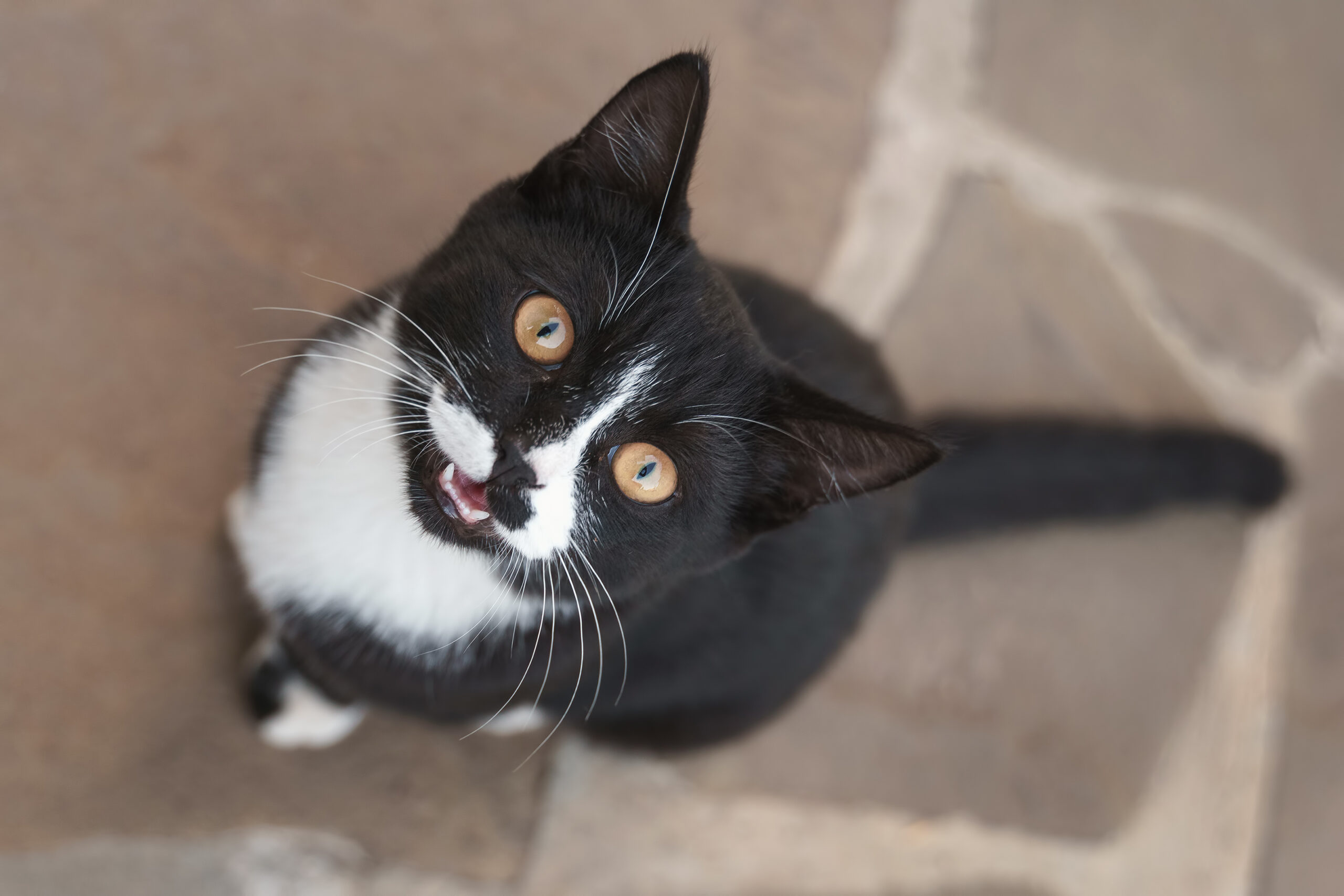 Internet In Hysterics as Cat Walks into Neighbor’s House, demands to Be Fed