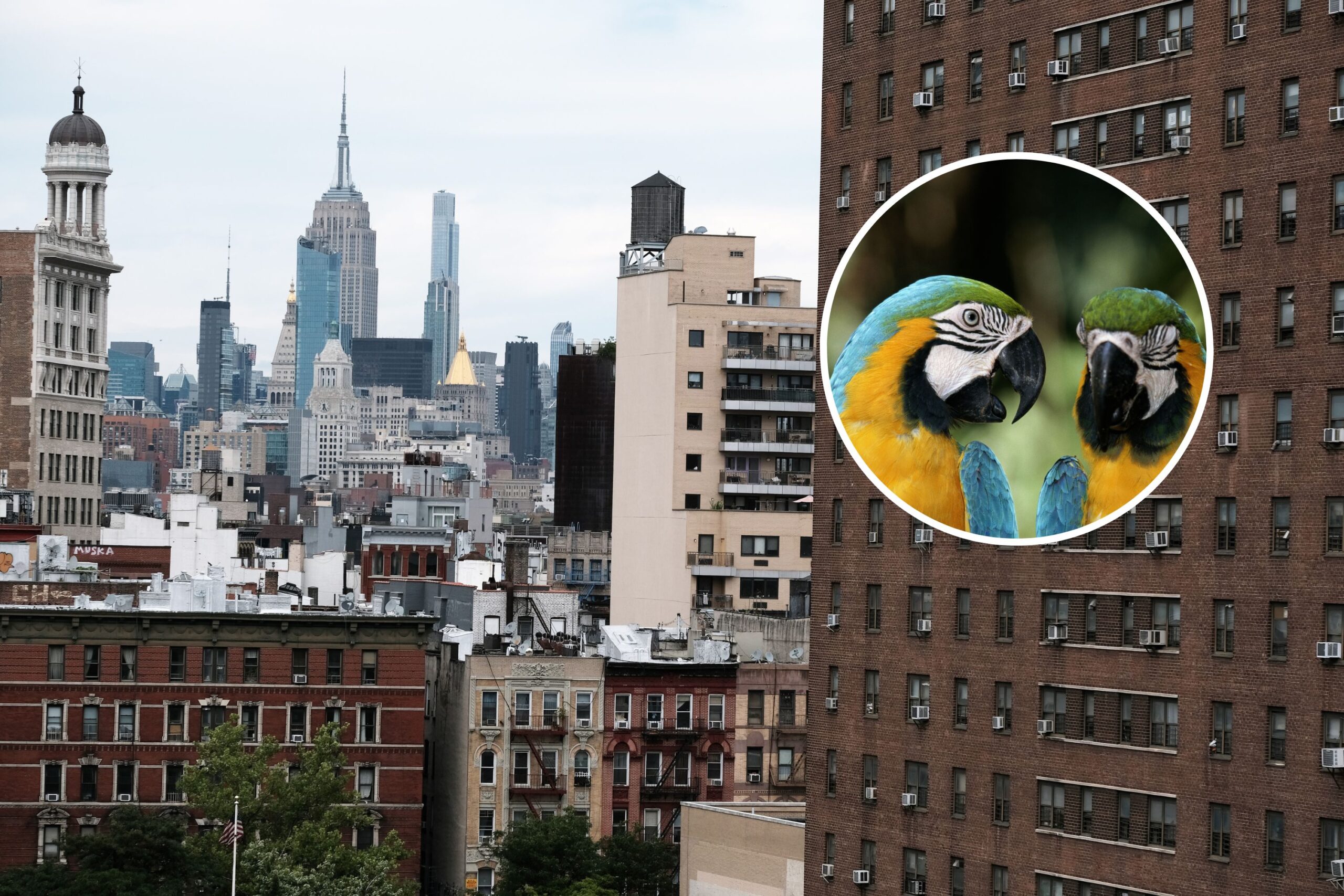 Woman Wins $165,000 for Attempted Eviction Over Emotional Support Parrots
