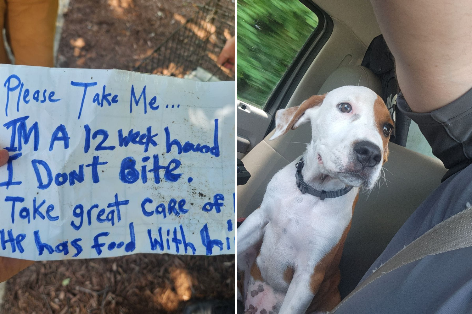 Read Heartbreaking Note Left With Abandoned Dog: ‘I Don’t Bite’
