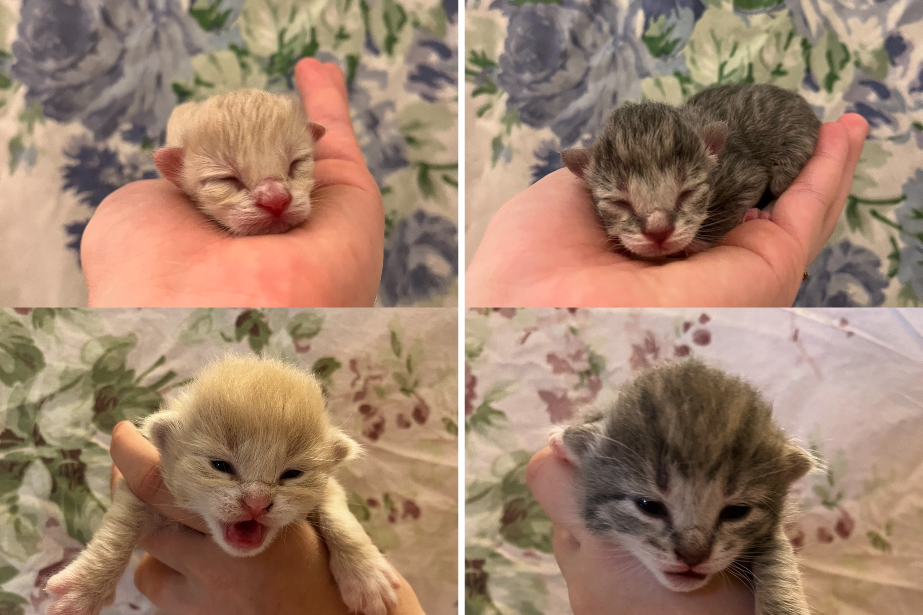 Tears as Stray Who Is ‘Just a Kitten’ Gives Birth to Litter of Her Own