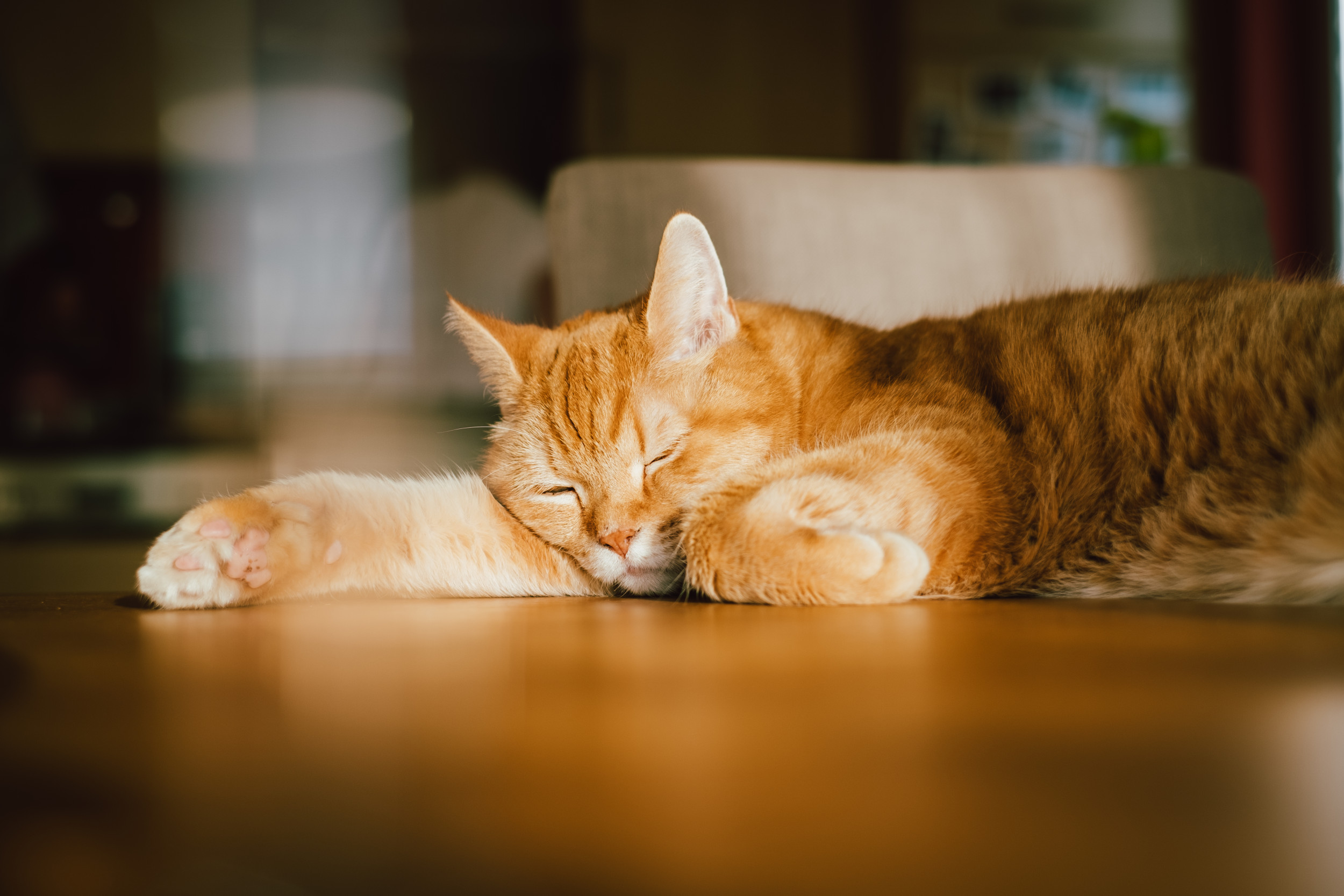 Cat Pretending To Be Asleep To Steal Owner’s Food Has Internet In Stitches