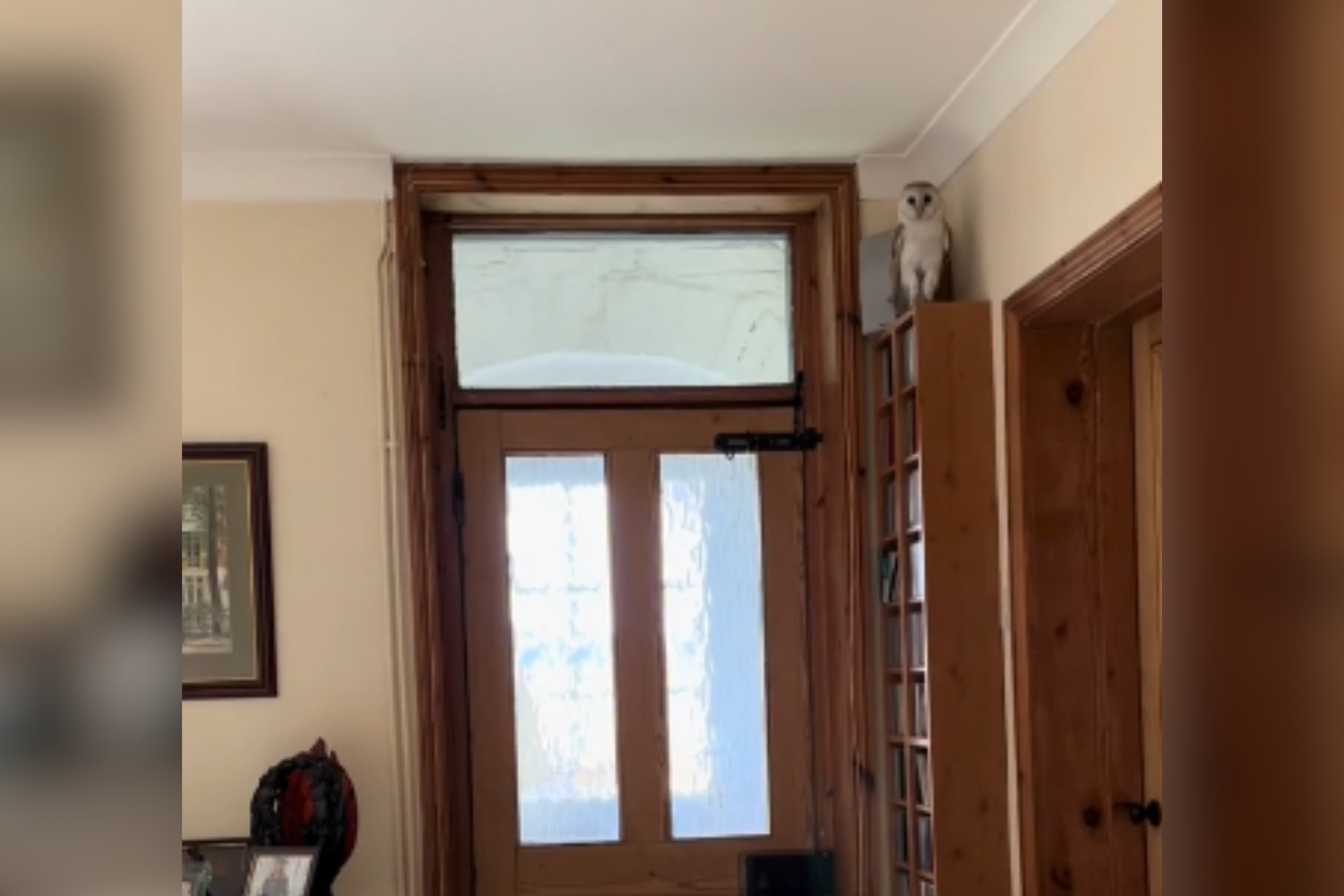 Woman Stunned To Find Barn Owl in Her House at 8am: “No Hogwarts Letter”