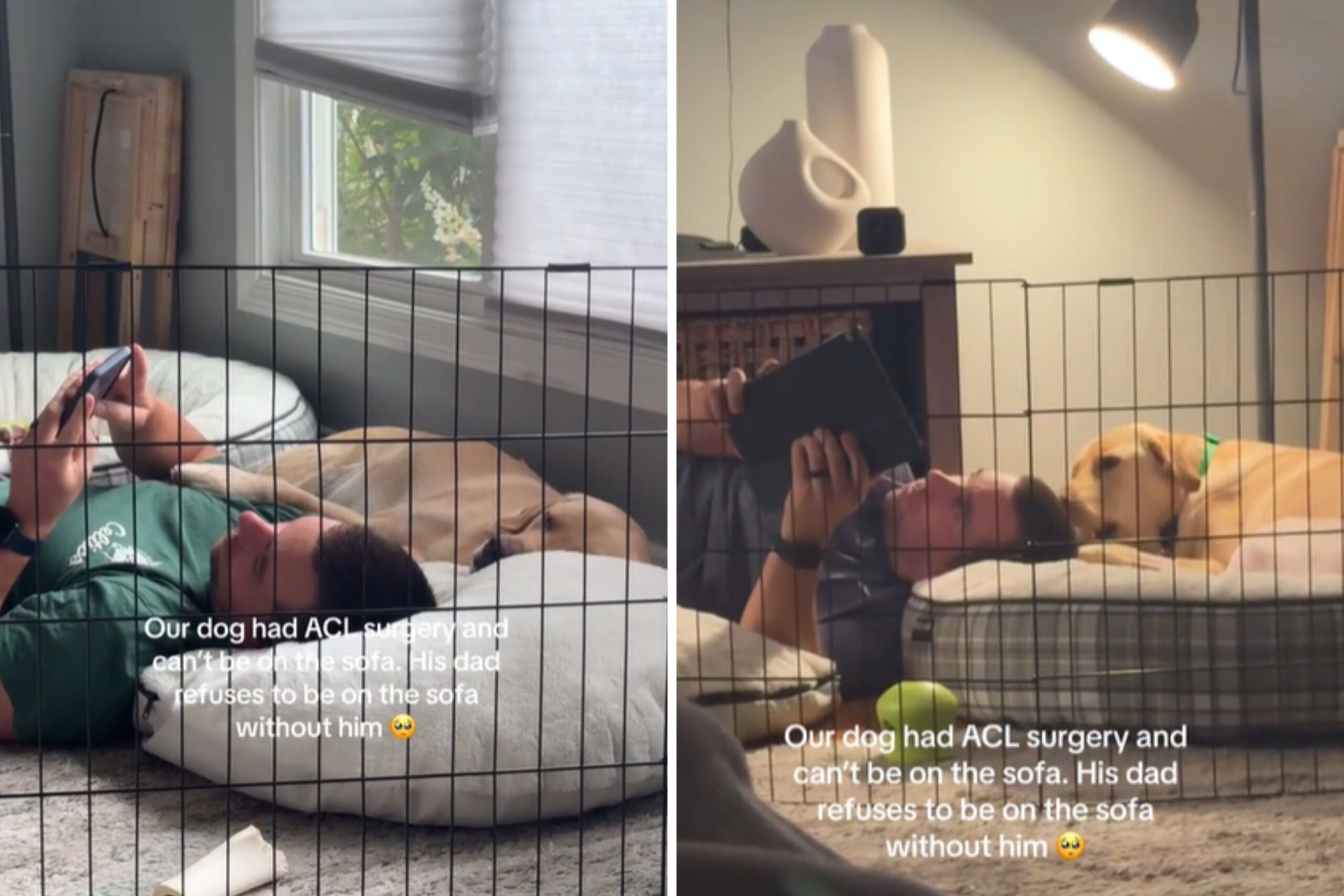 What Dad Does for Dog Recovering From Surgery Hailed ‘Greenest Flag’