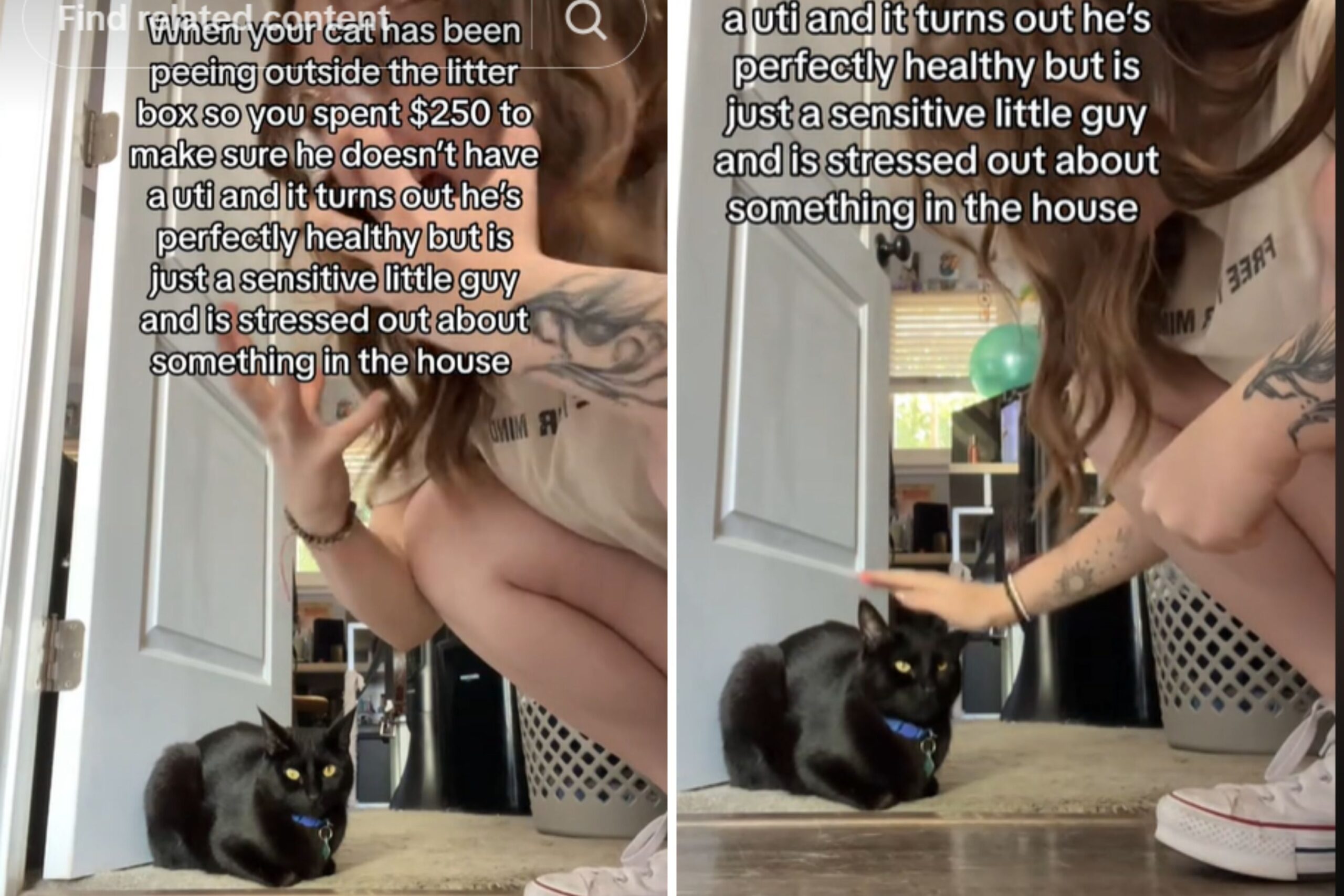 Worried Cat Owner Pays $250 for Vet Visit, Can’t Believe the Diagnosis