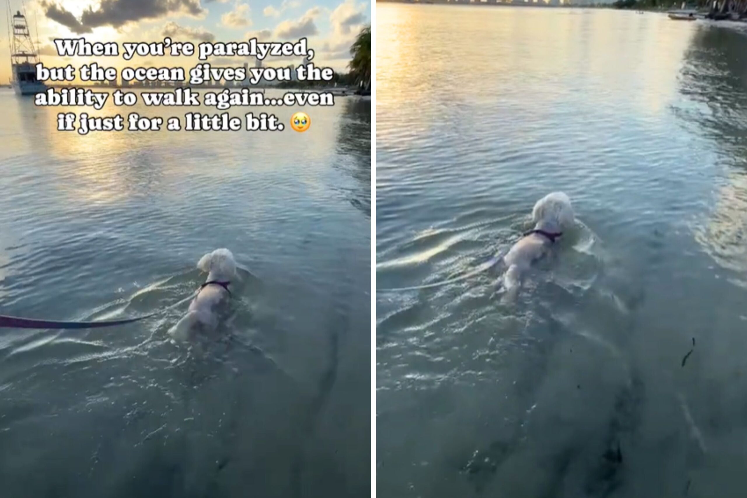 Watch the Sea Give Paralyzed Dog Ability to Walk Again Just ‘a Little Bit’