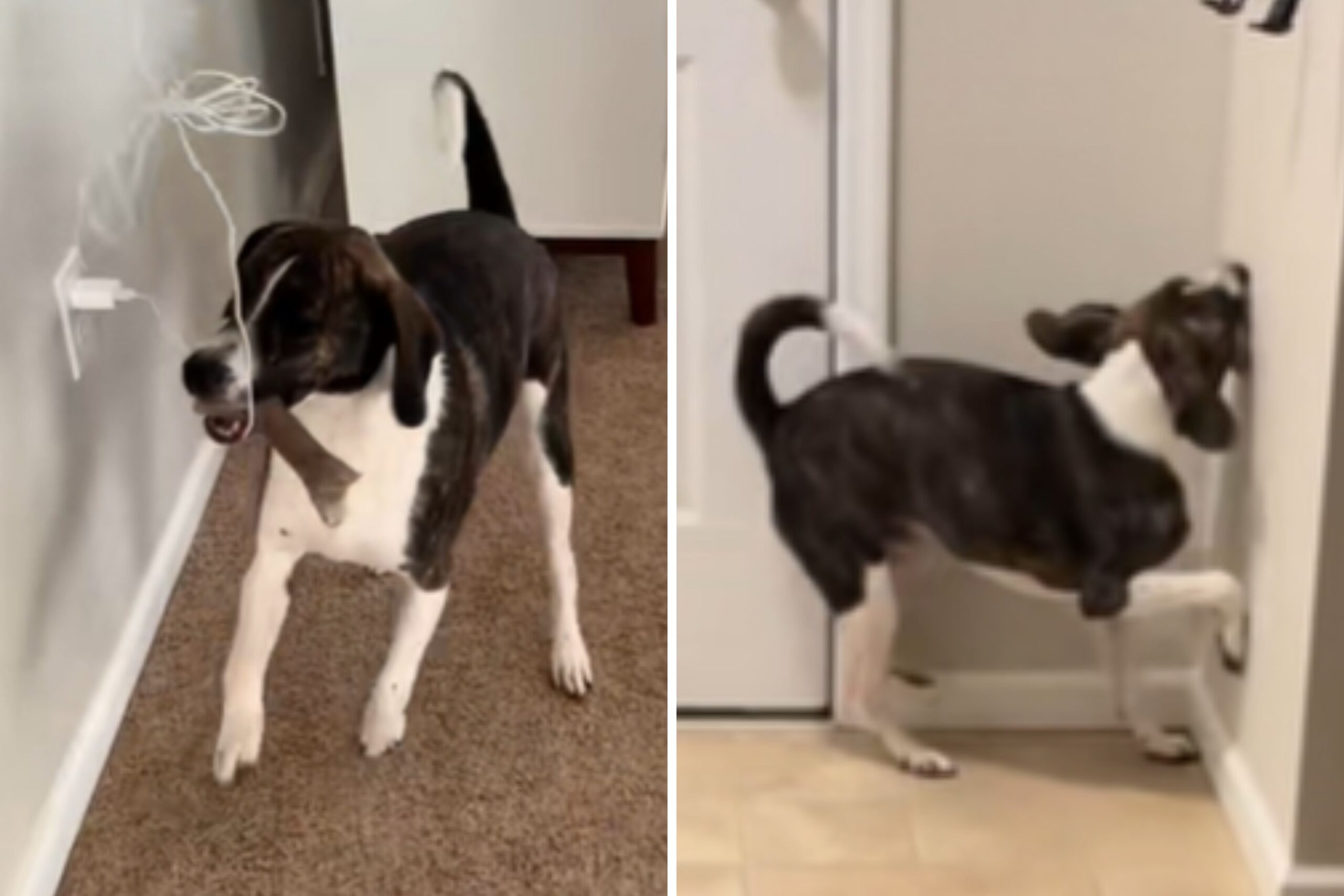 ‘Blind and Fearless’ Dog Living Best Life Despite Bumping Into Everything