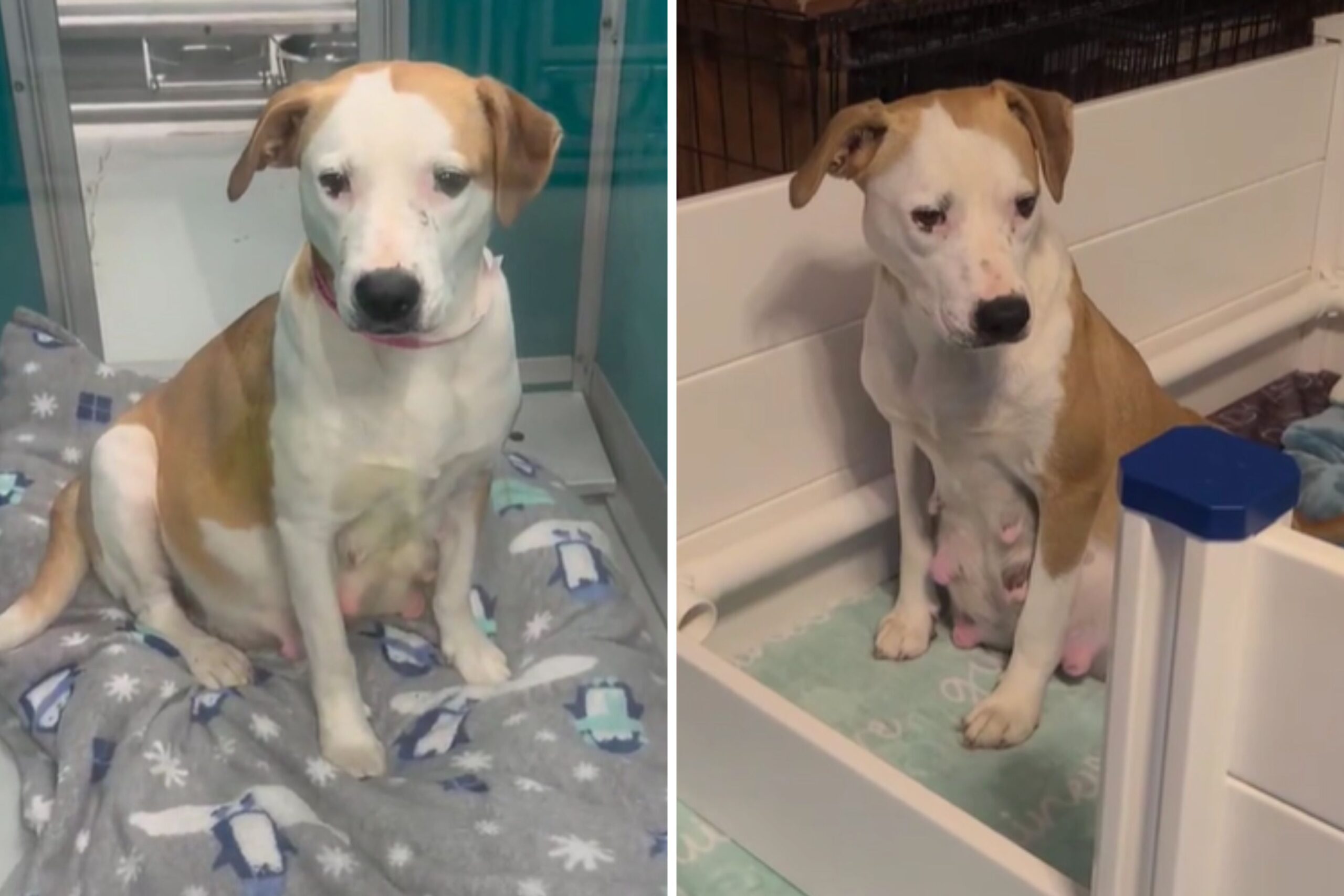 Pregnant Dog Saved From Euthanasia With 30 Minutes to Spare: ‘Safe With Me’