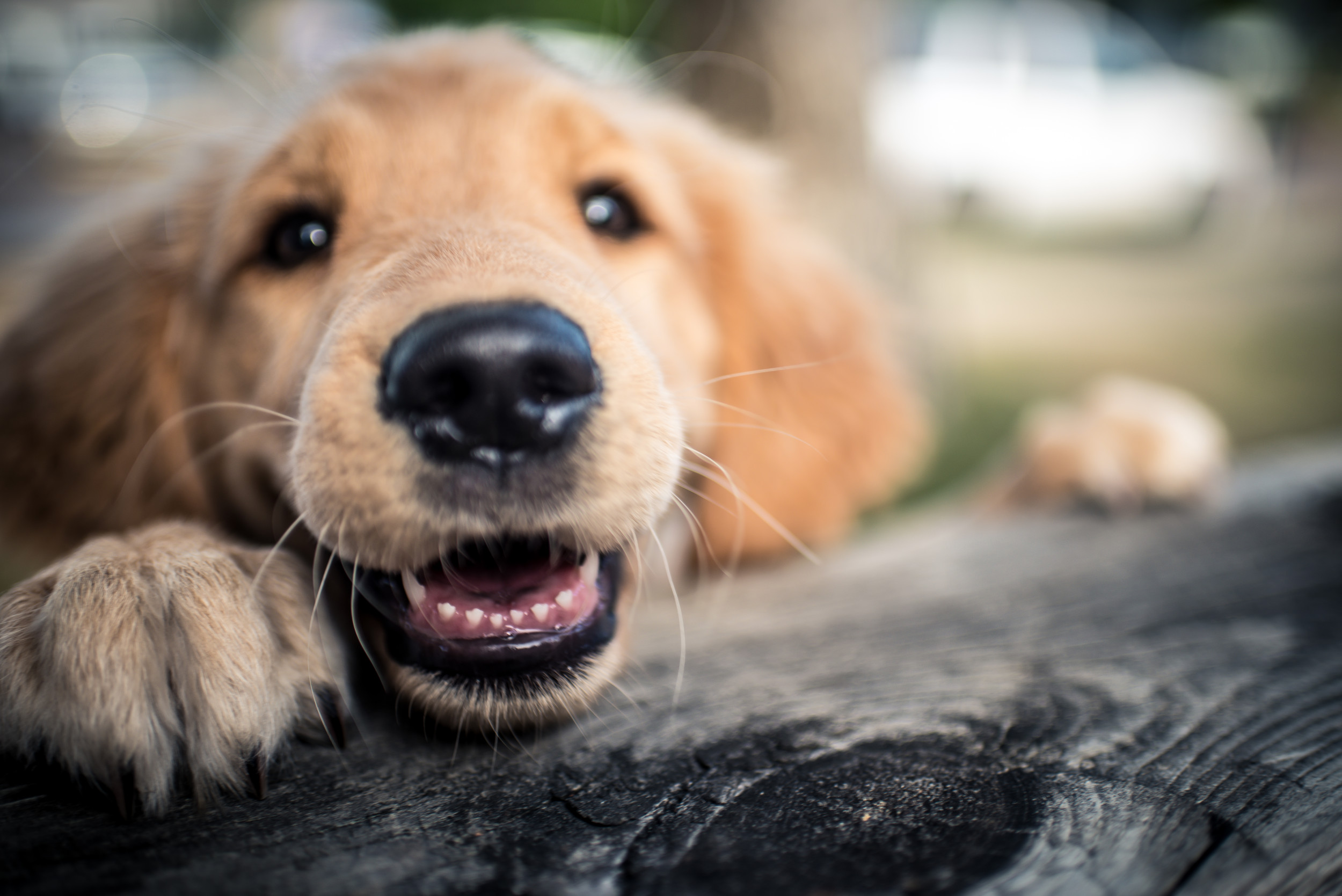 Owners Bring Home ‘Calmest’ Puppy of the Litter, Realize They Were Tricked