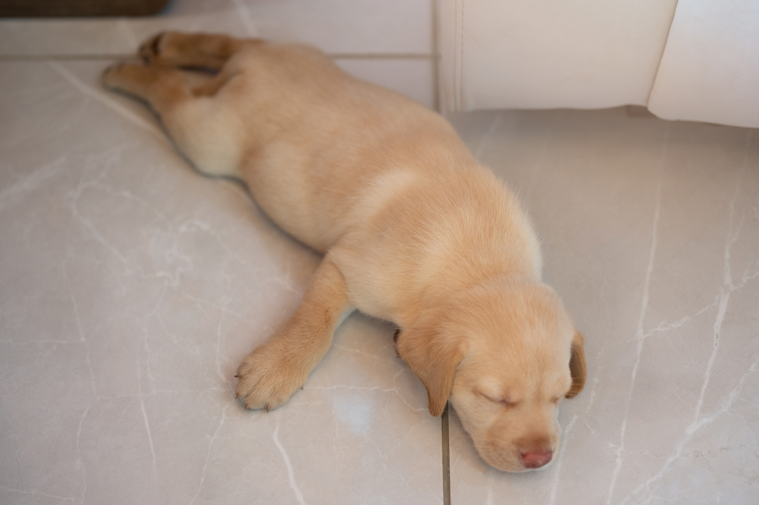 Hearts Melt as Owner Makes Sure Puppy Sleeps ‘at All Costs’