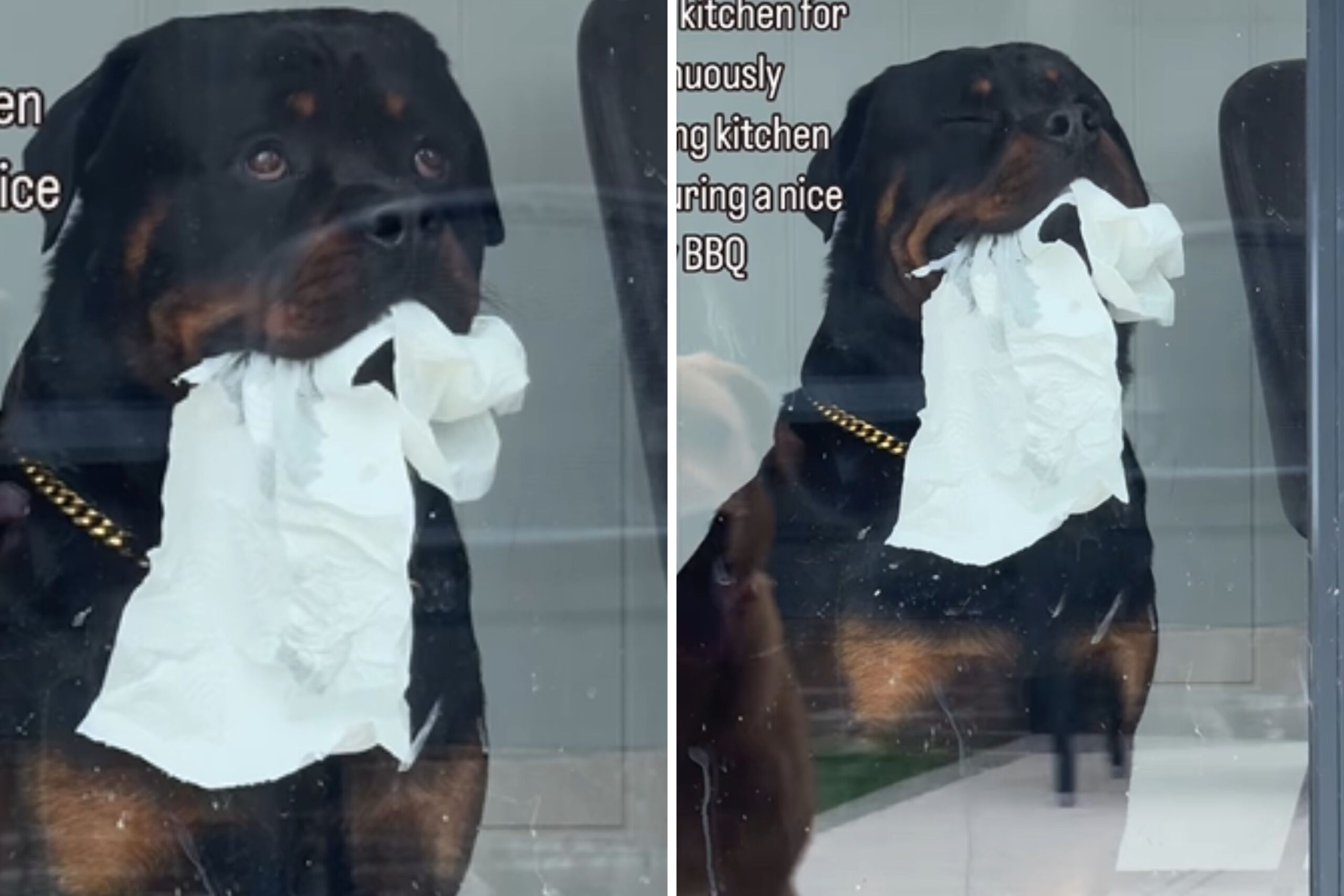 Dog Banned From Family BBQ Looks on With ‘Evidence’ Still in His Mouth