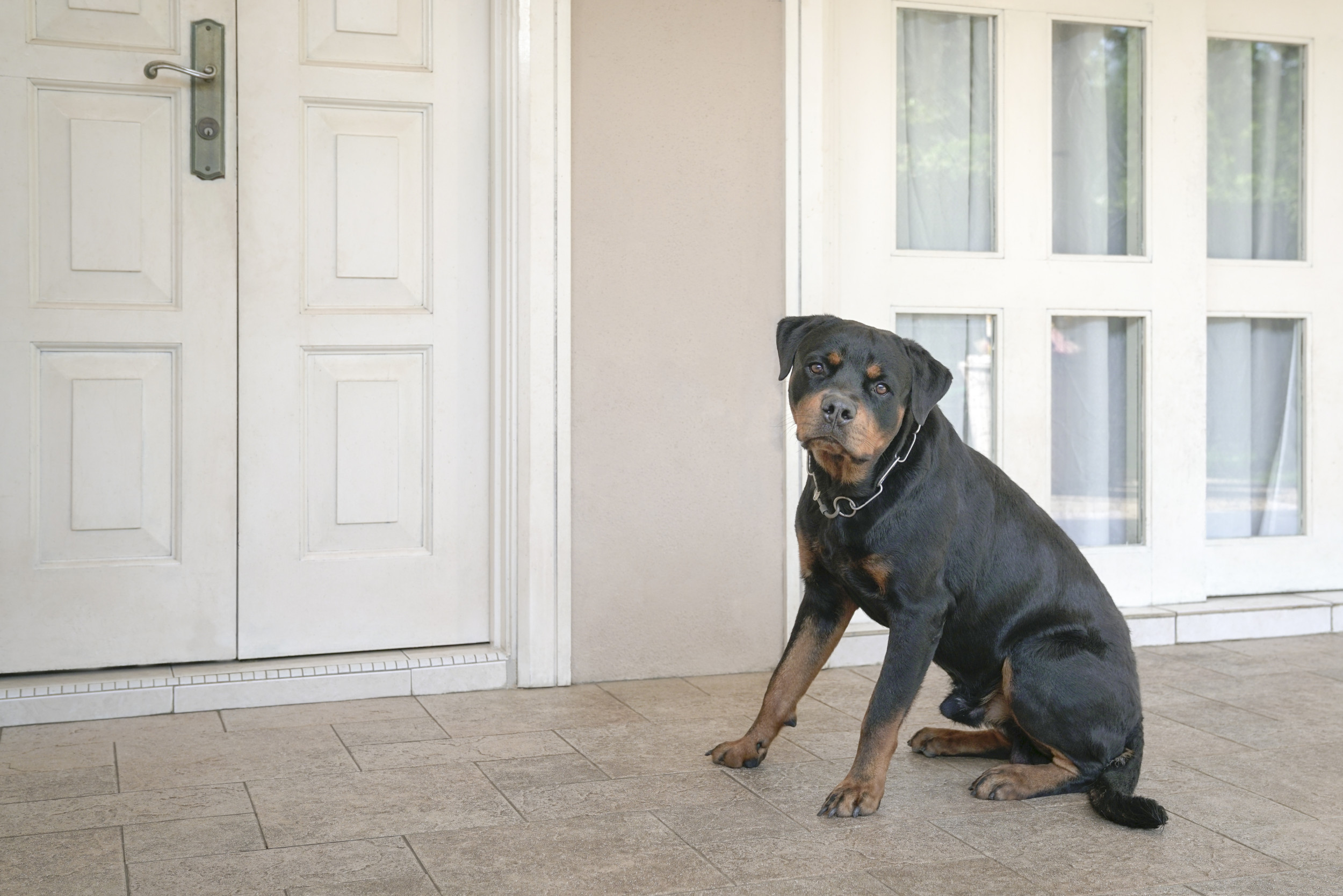 ‘Sad Puppy-Eyed’ Dog Refusing To Go on Walk Without Mom Delights Internet