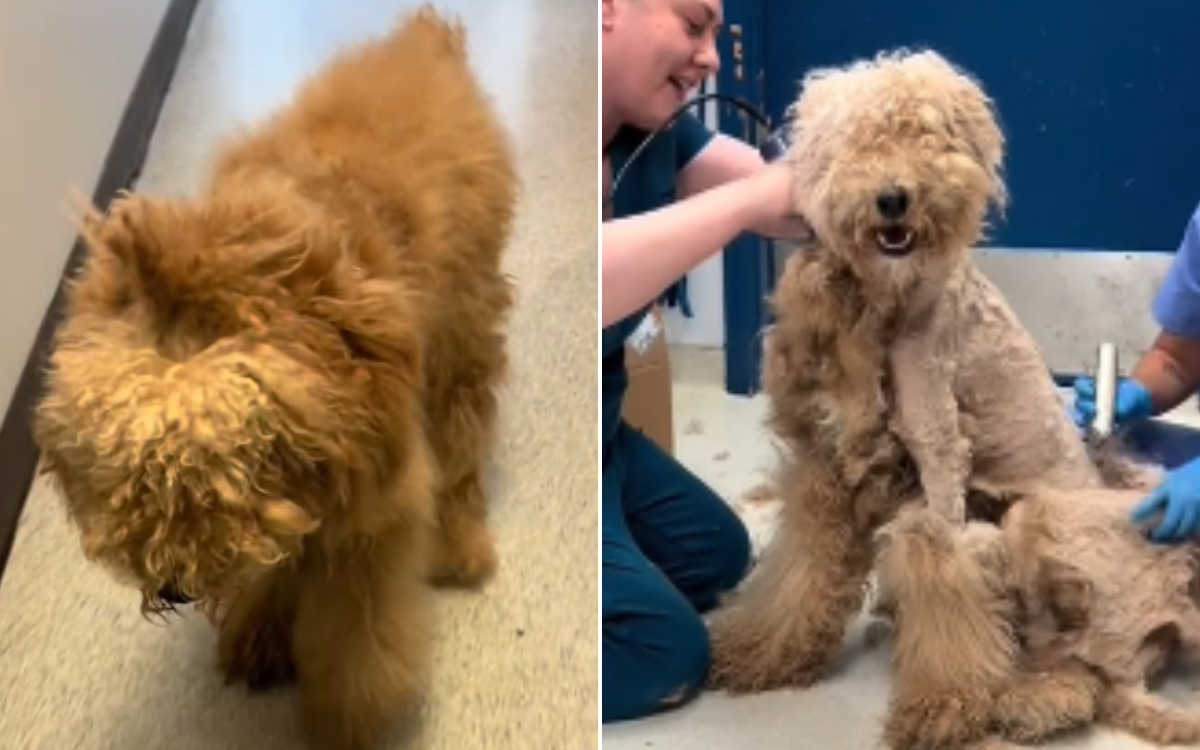 Stray Doodle Found With Hair So Matted Rescuers ‘Not Able To Find His Skin’