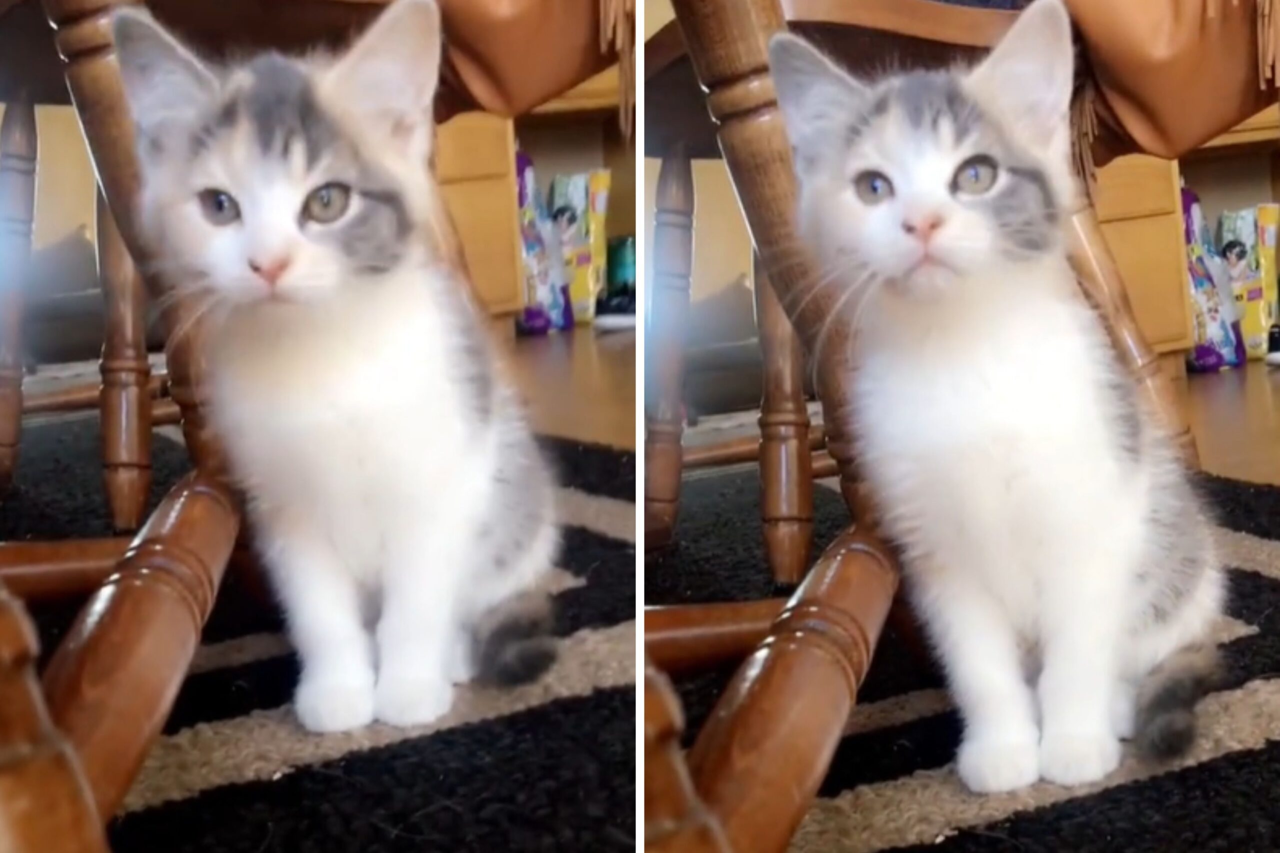 Woman gets ‘runt of the litter’ kitten—not prepared her what she turns into