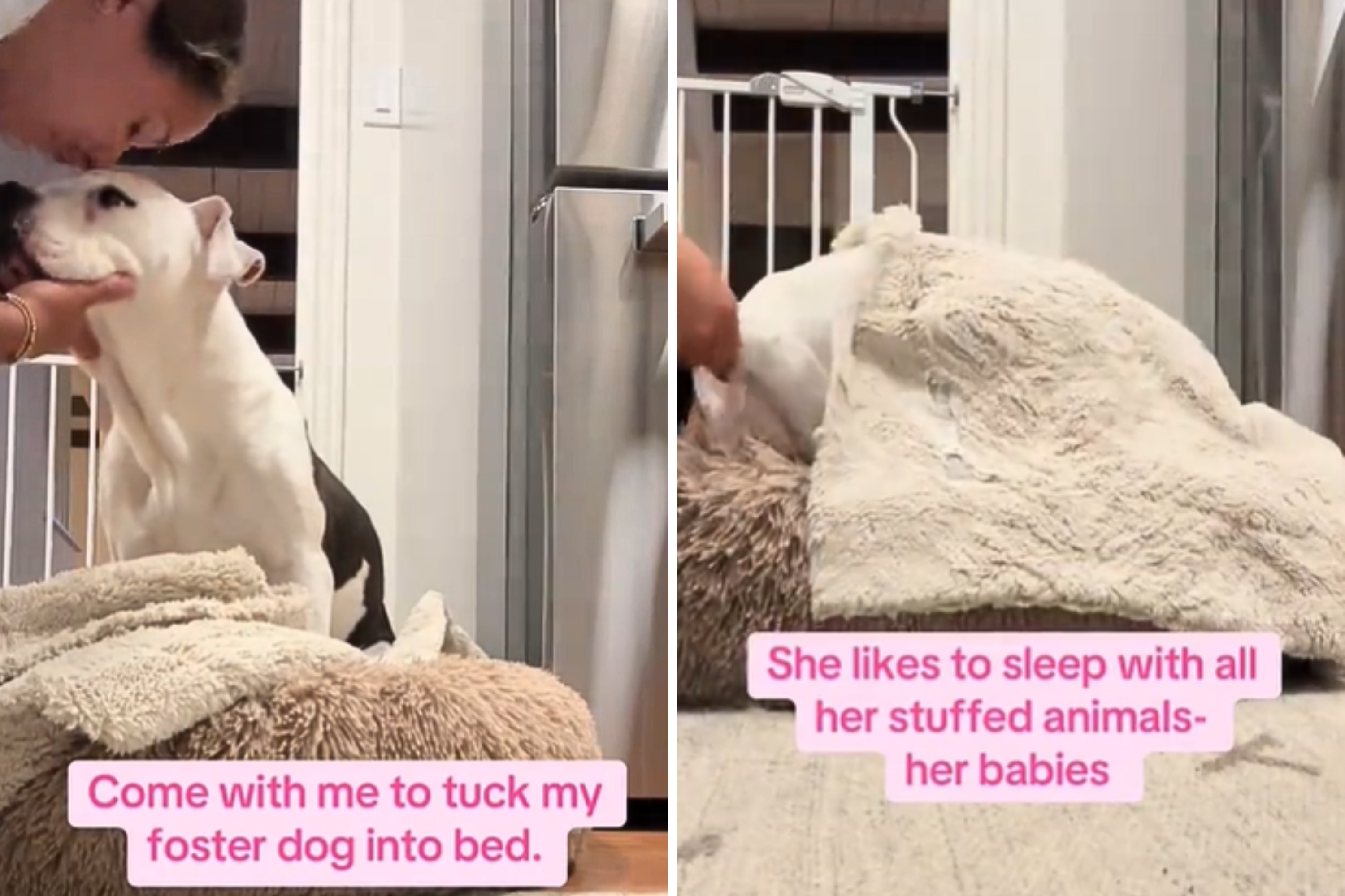 Foster Dog Who ‘Waits by Her Bed’ Every Night To Be Tucked In Melts Hearts