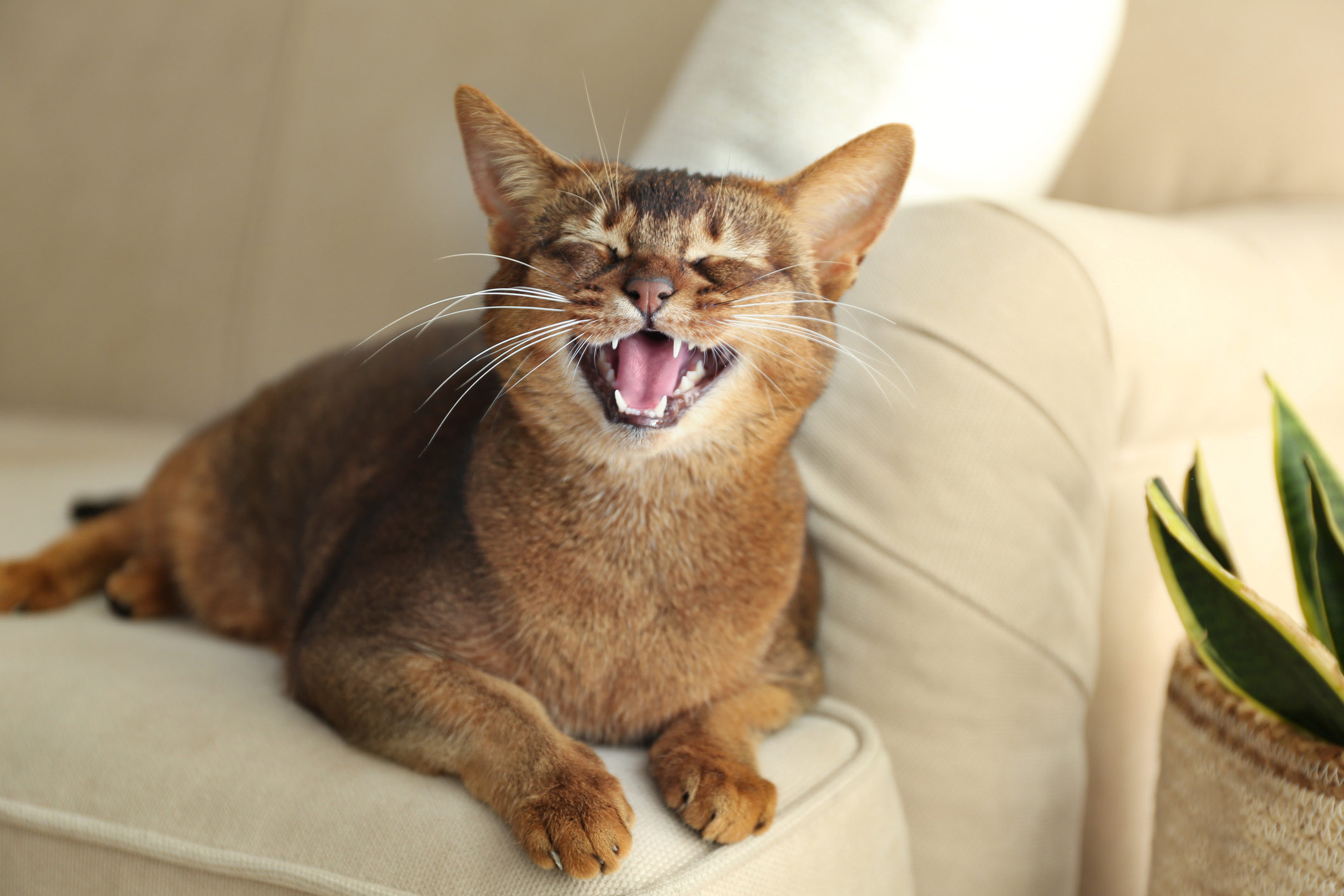 Cat in Hat Singing the ‘Sweet Caroline’ Chorus Is All You Need to See Today