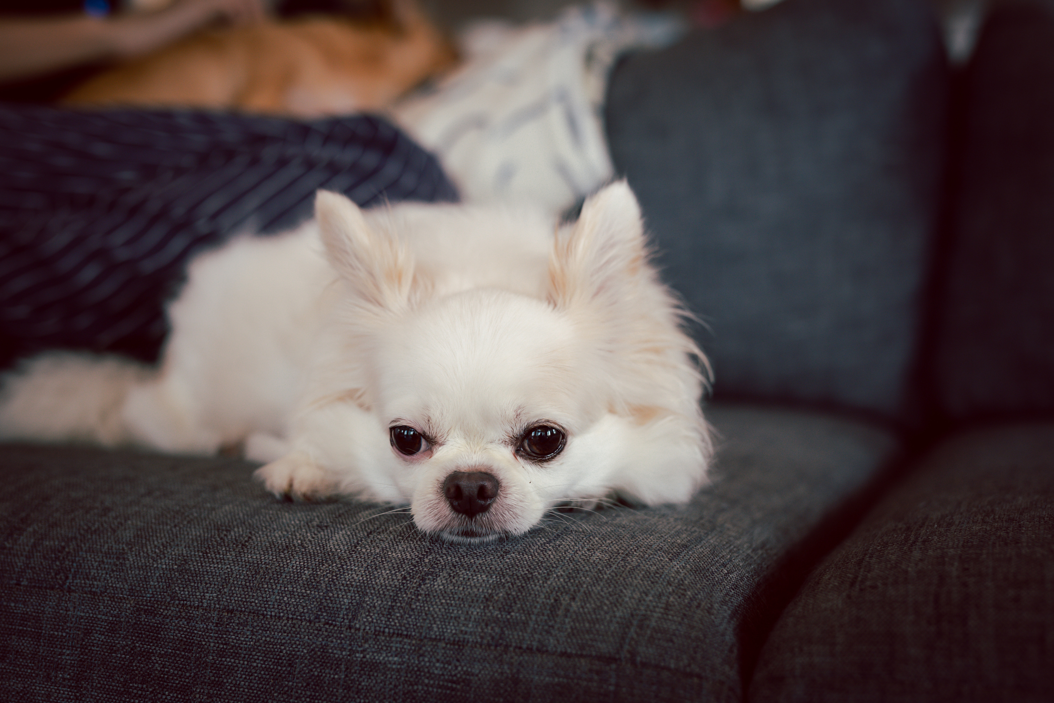 Angry Chihuahua Mix Leaves Internet in Stitches: ‘Exorcism’